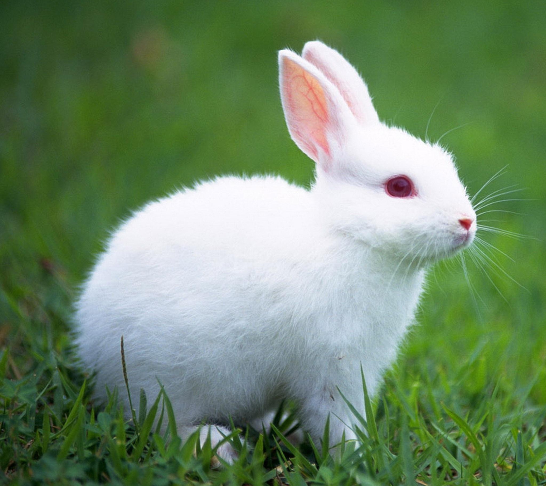 FunMozar – White Rabbit WHITE RABBIT | Going To Hanoi