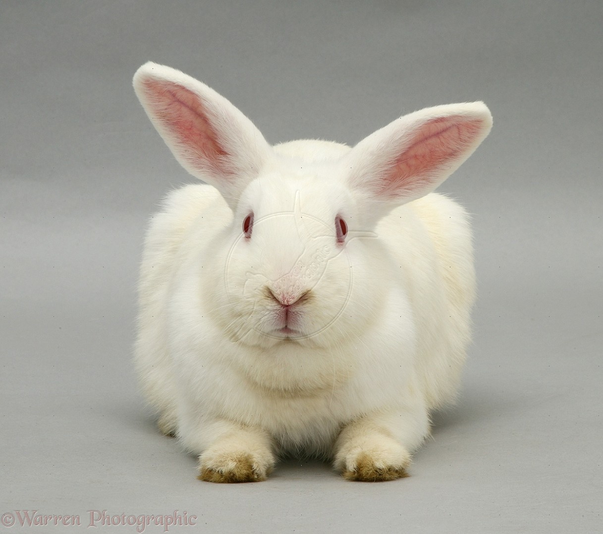 White rabbit #6