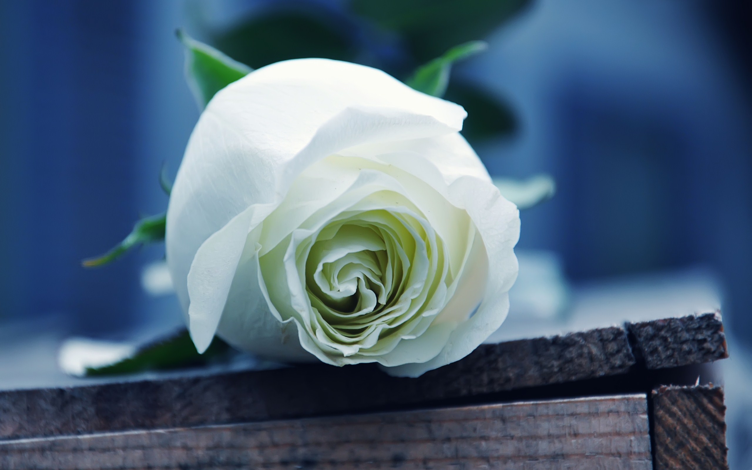 White rose hd