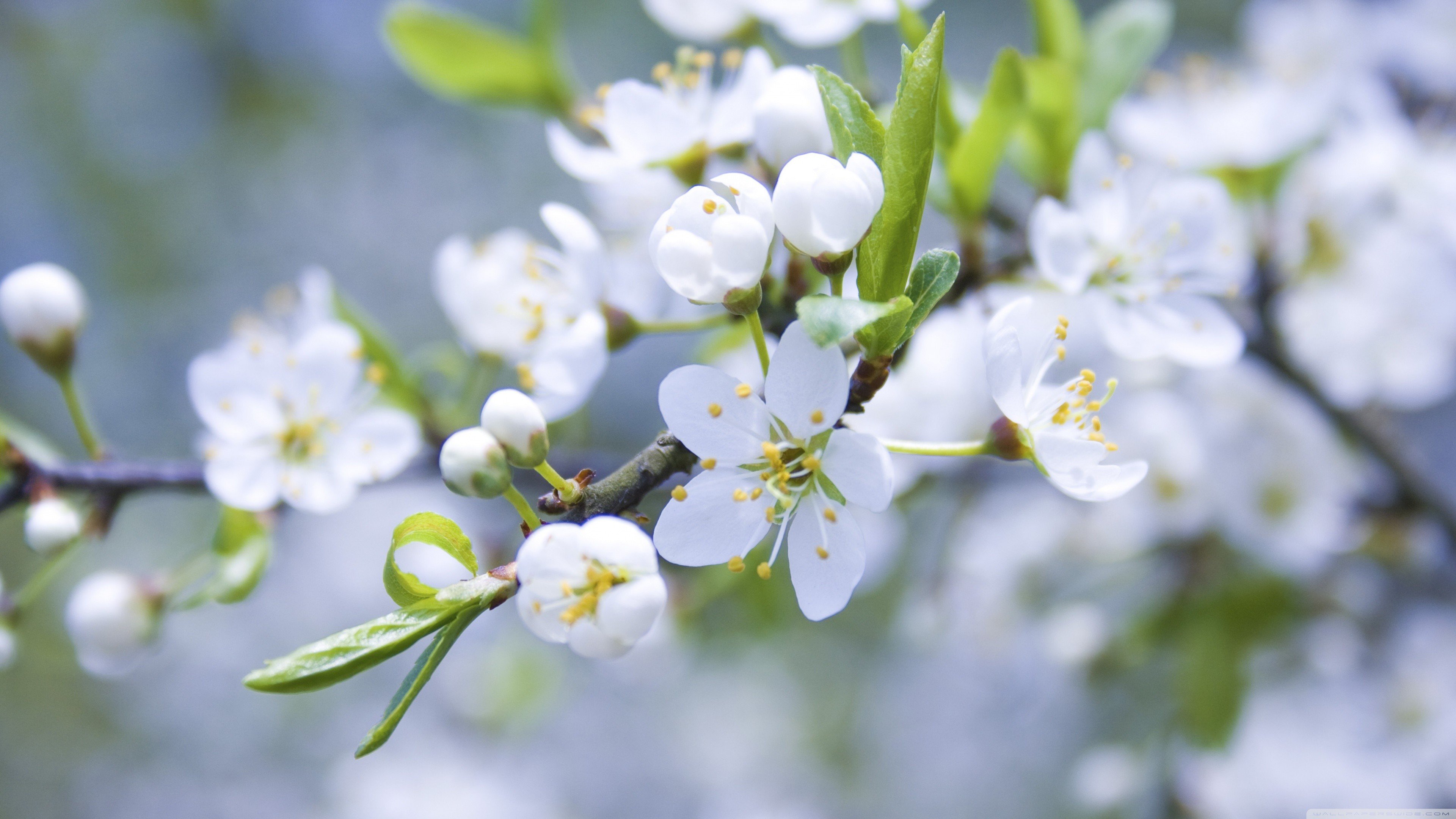 white-spring-flowers-hd-wallpapers ...