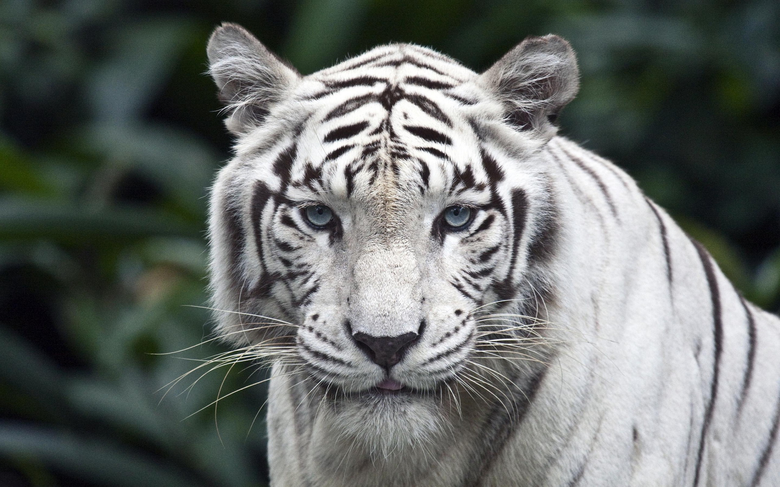 White Tiger Background