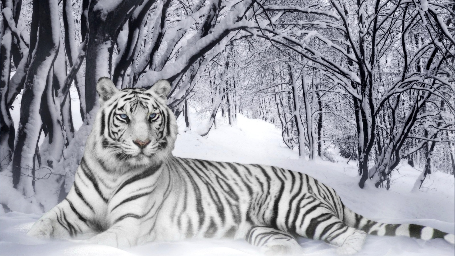 White Tigerfree widescreen