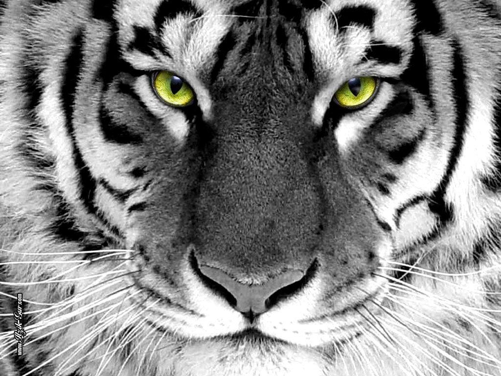 White Tiger 16 HD Wallpaper