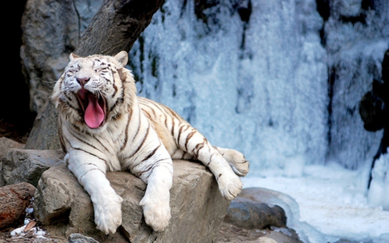 Please check our latest hd wallpaper widescreen below and bring beauty to your desktop. White Tiger Wallpaper