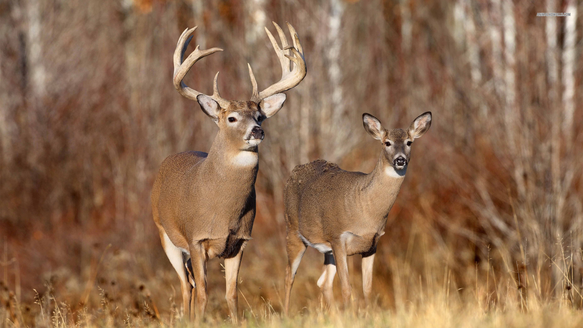 whitetail deers whitetail-deer-hd-wallpaper ...