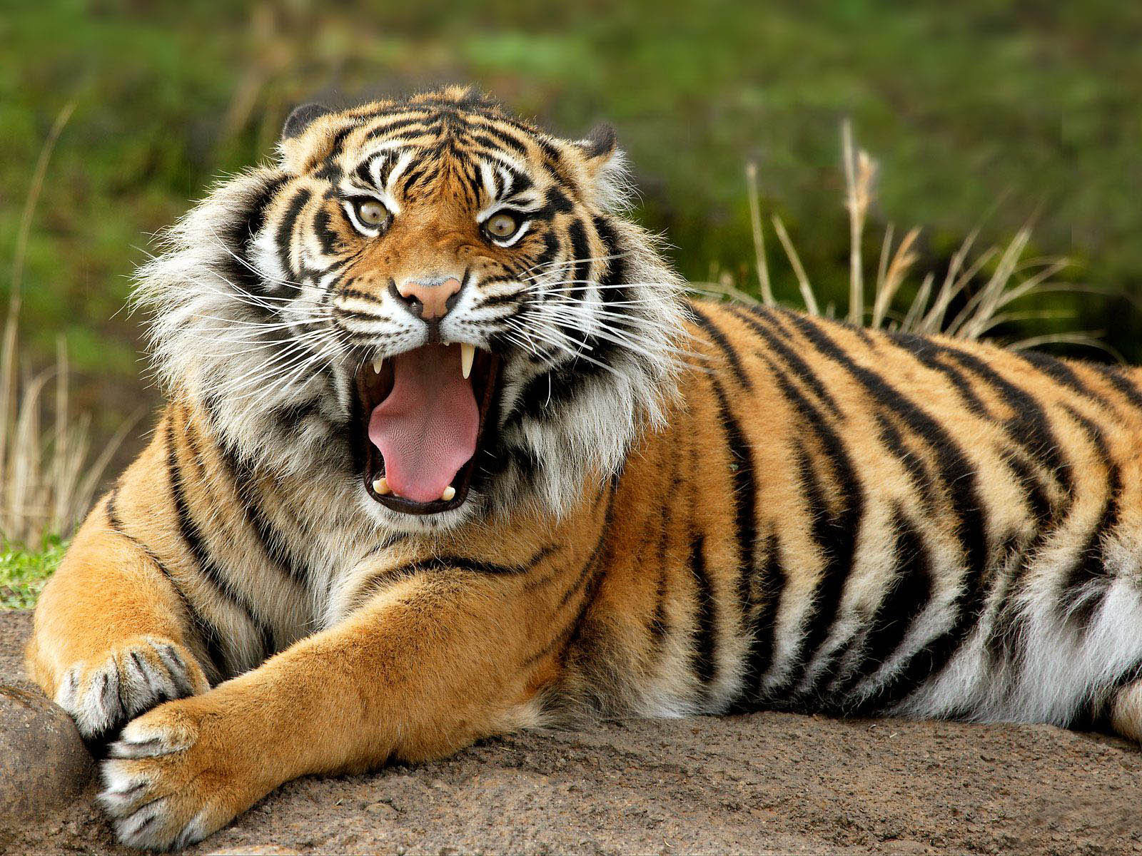 25 Amazing Photos Of Wild Animals
