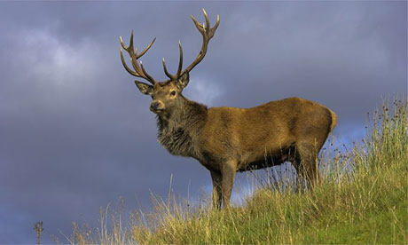 Wild deer may have to be culled to curb spread of TB in cattle | Environment | The Guardian