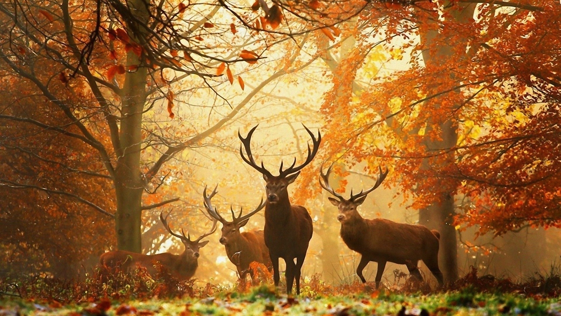 Wild Deer Wallpaper