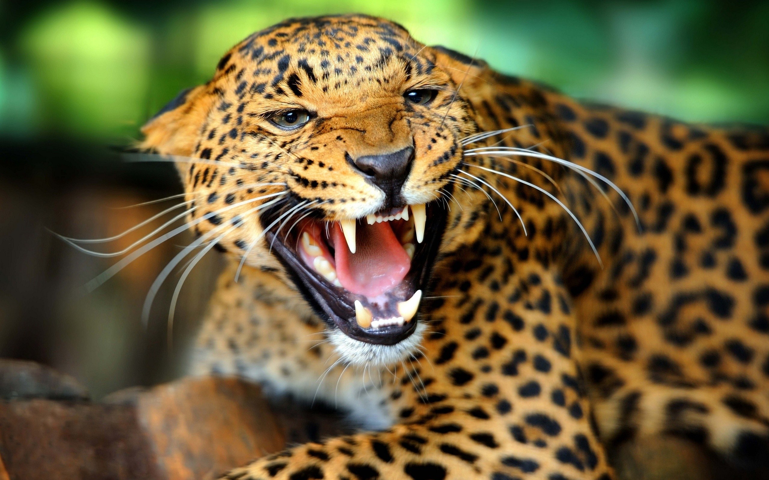Wild Animal Leopard