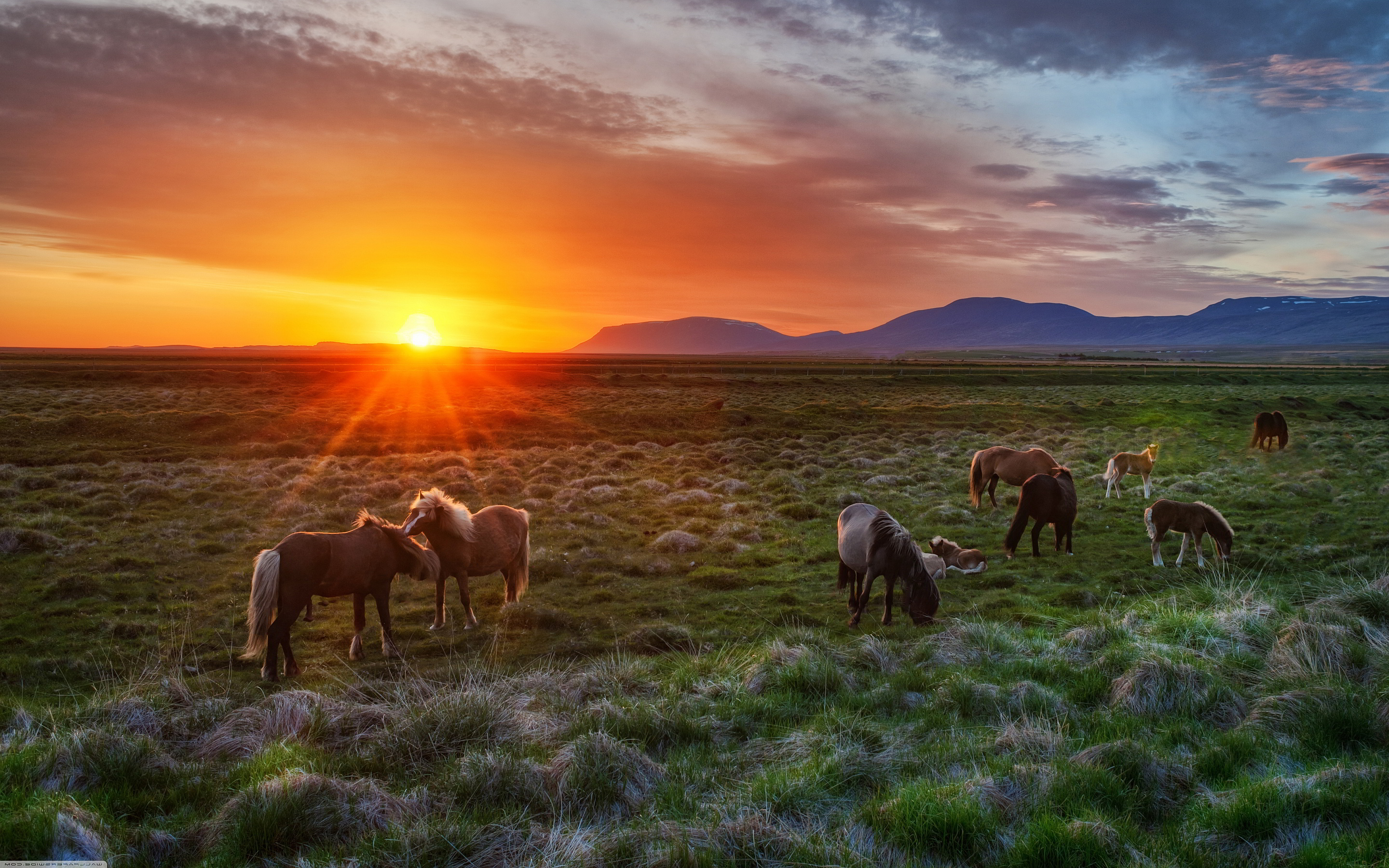 Wild horses sunset