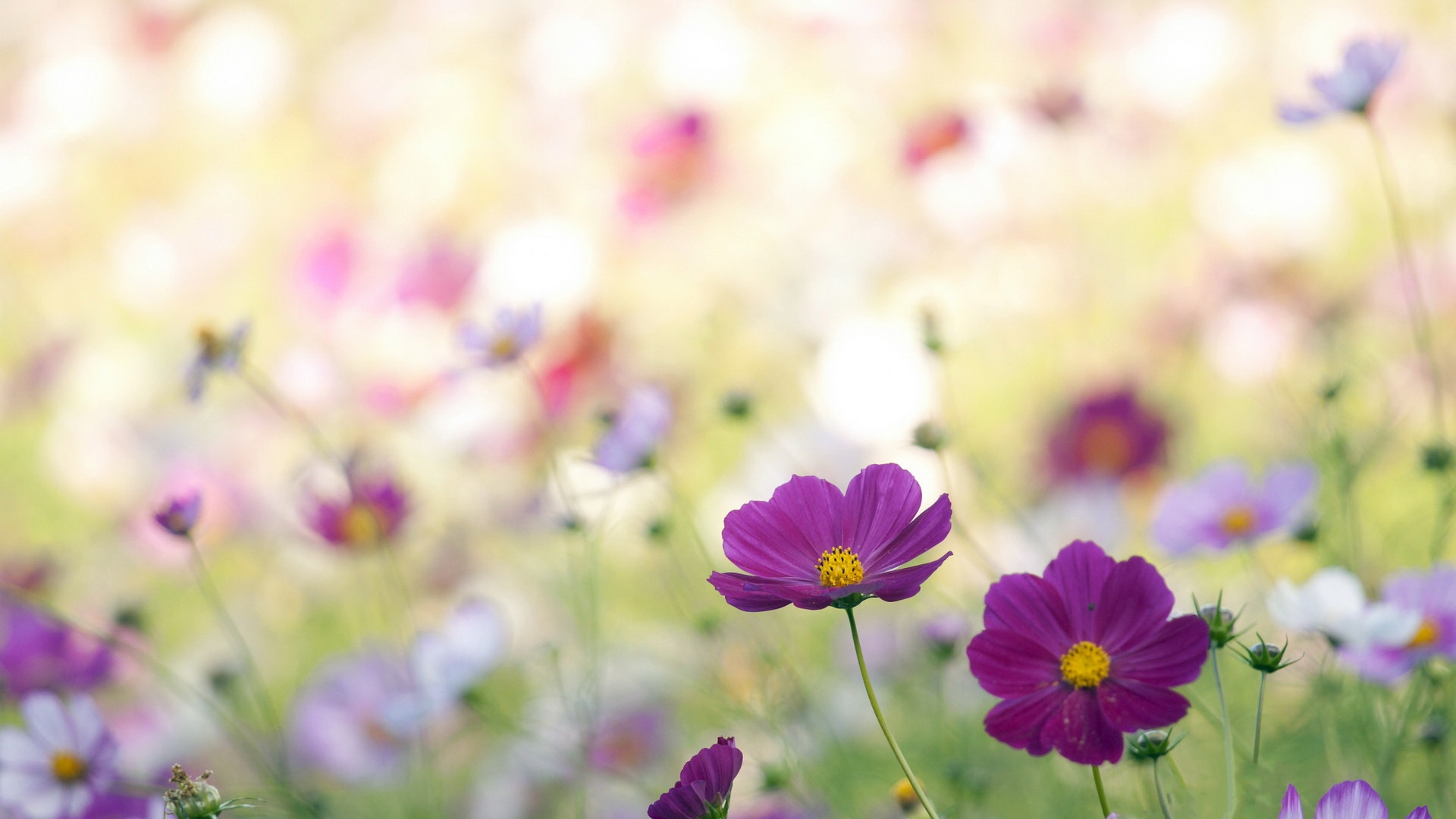 wildflowers-free-stock-photo-public-domain-pictures