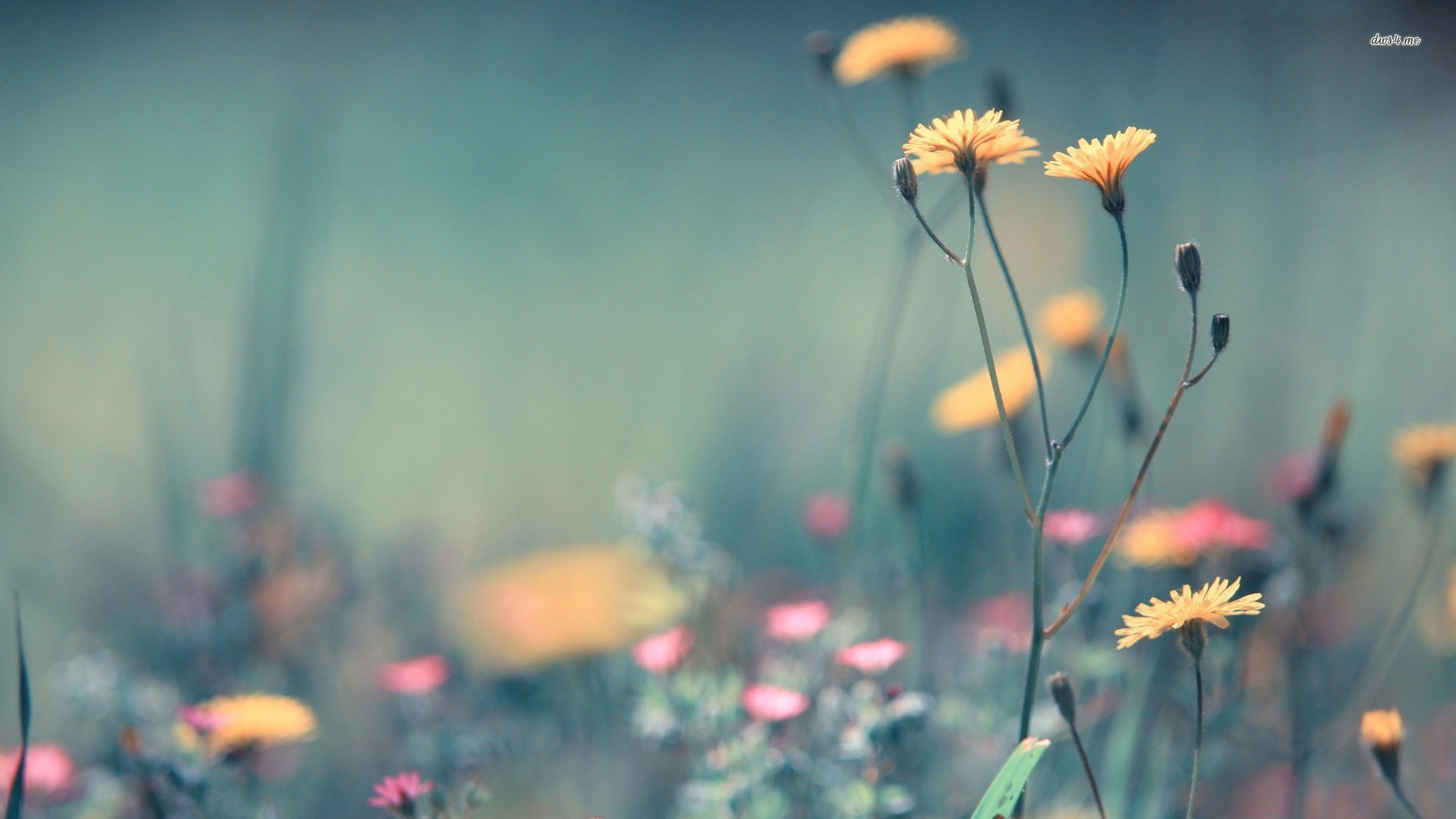 Free Wildflower Wallpapers 37098 1920x1080 px
