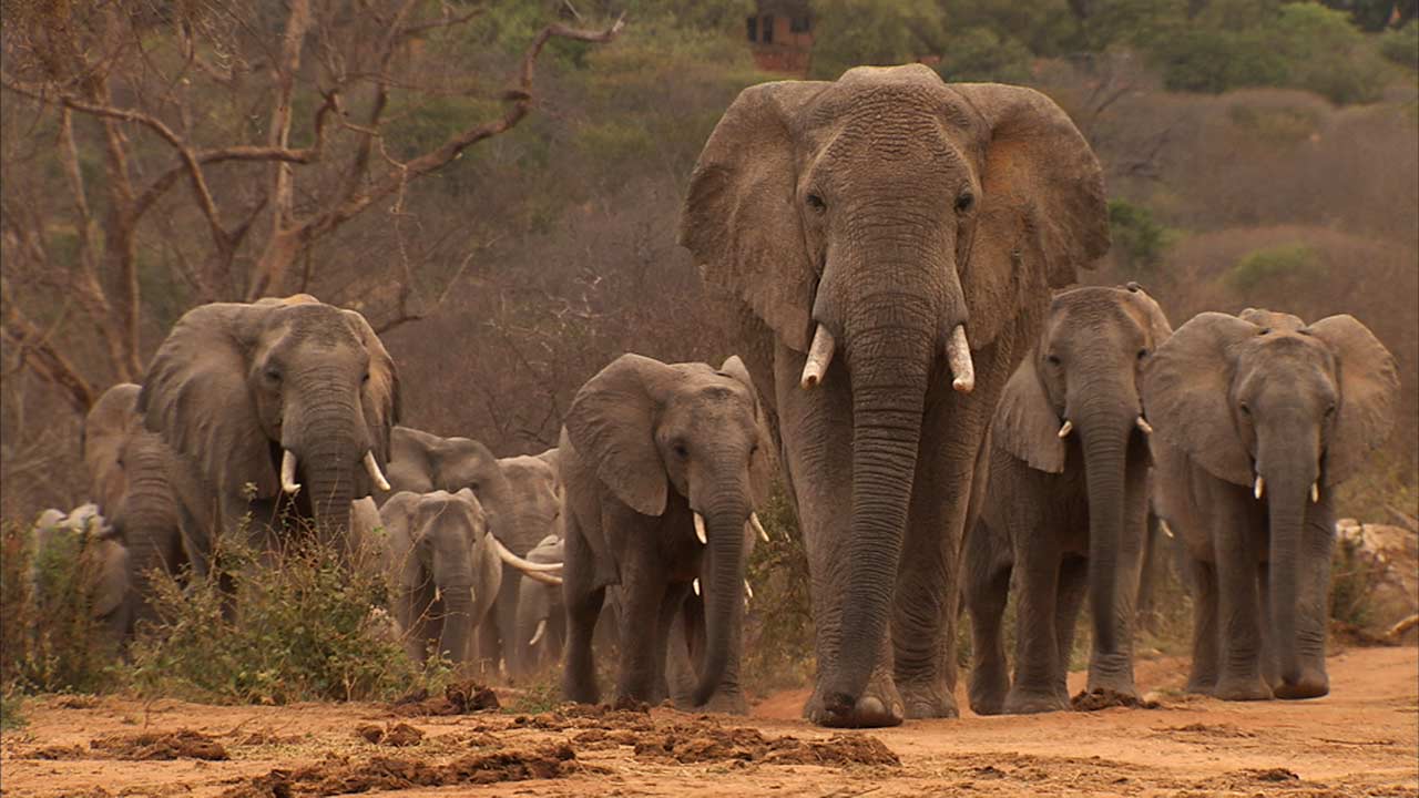 Wildlife Elephants