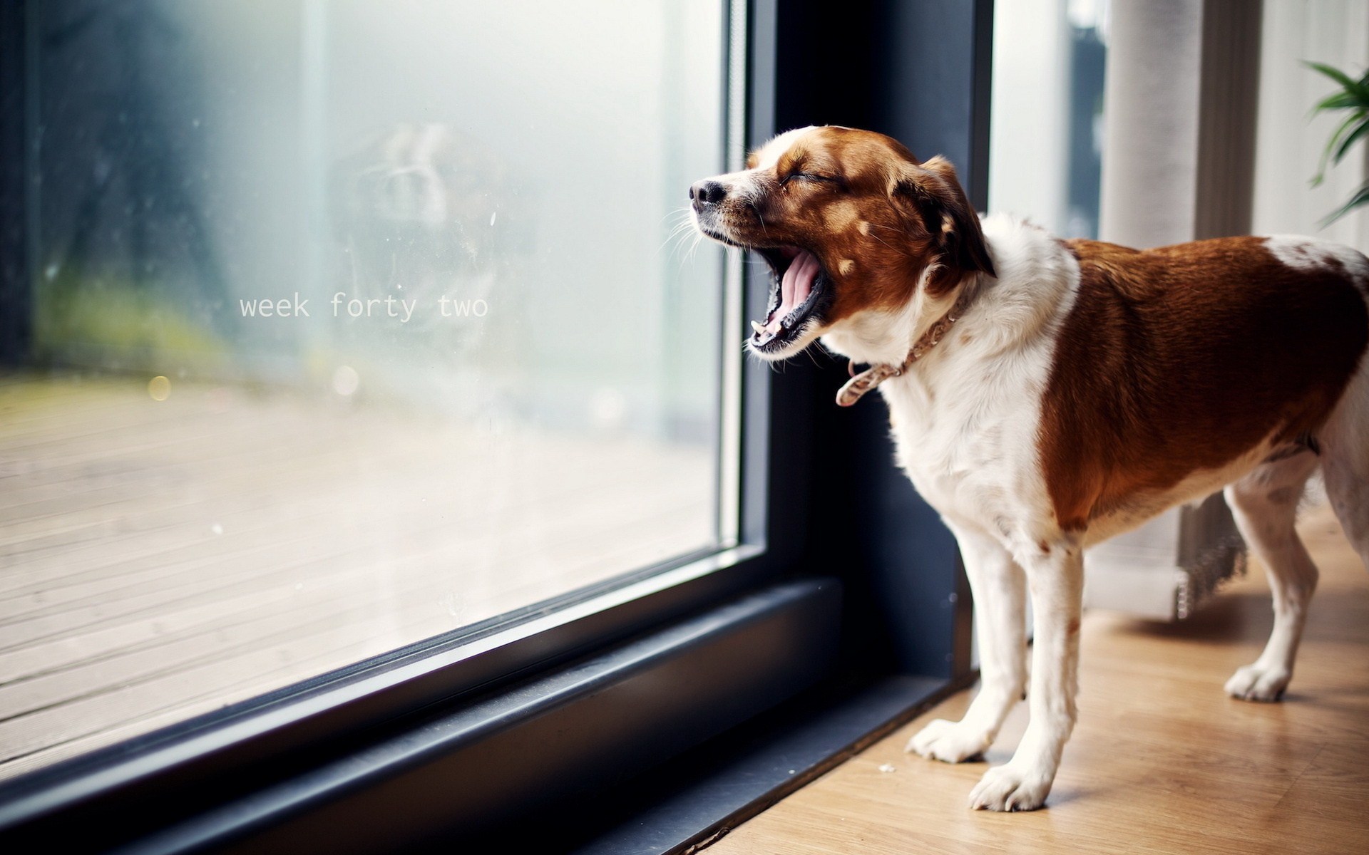 Home Window Dog Photo Wallpaper