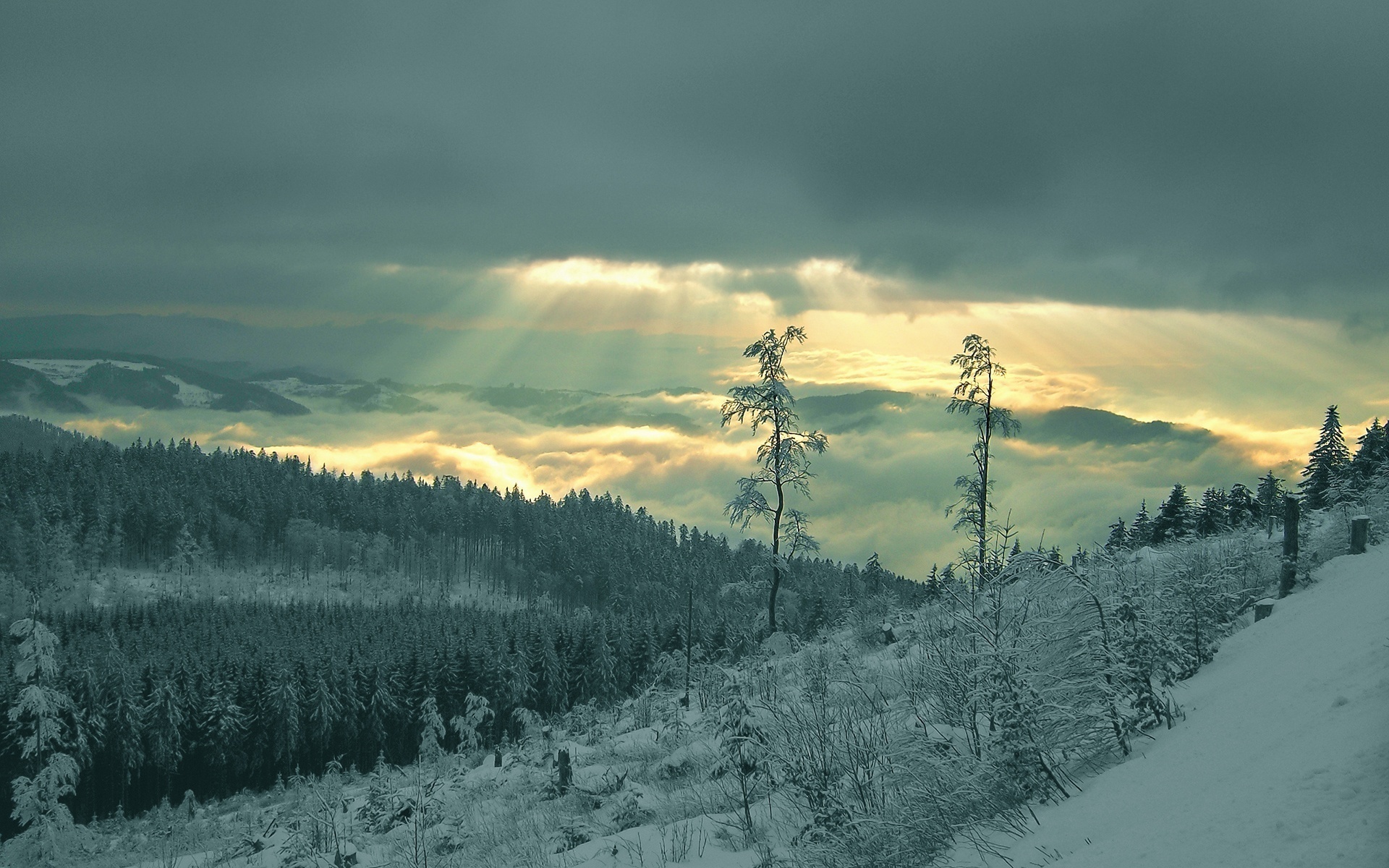 Winter Landscape Scenery