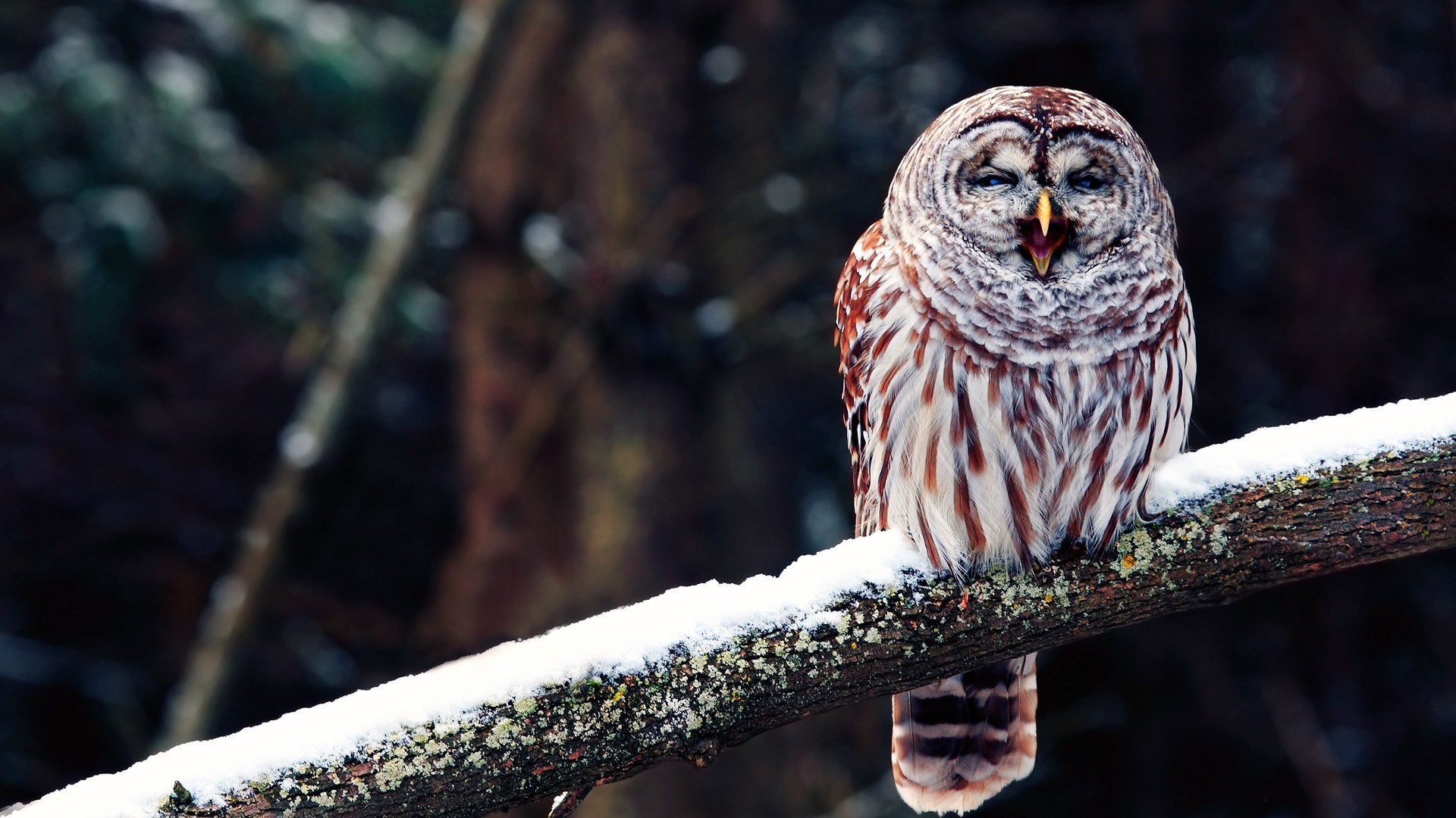Winter Snow Branch Bird Owl Nature Photo