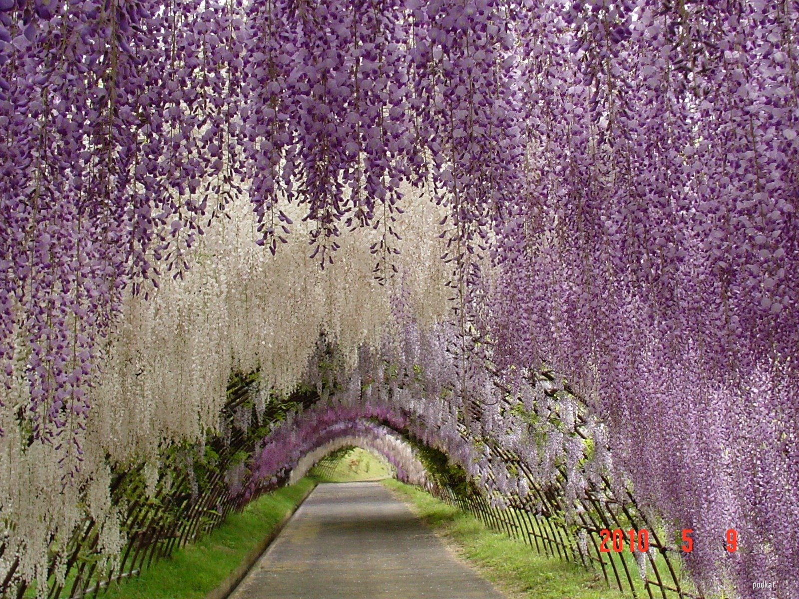 These photos were taken at the Kawachi Fuji Garden, about a four hour drive from Tokyo, but there are wisteria festivals all over Japan, including at the ...