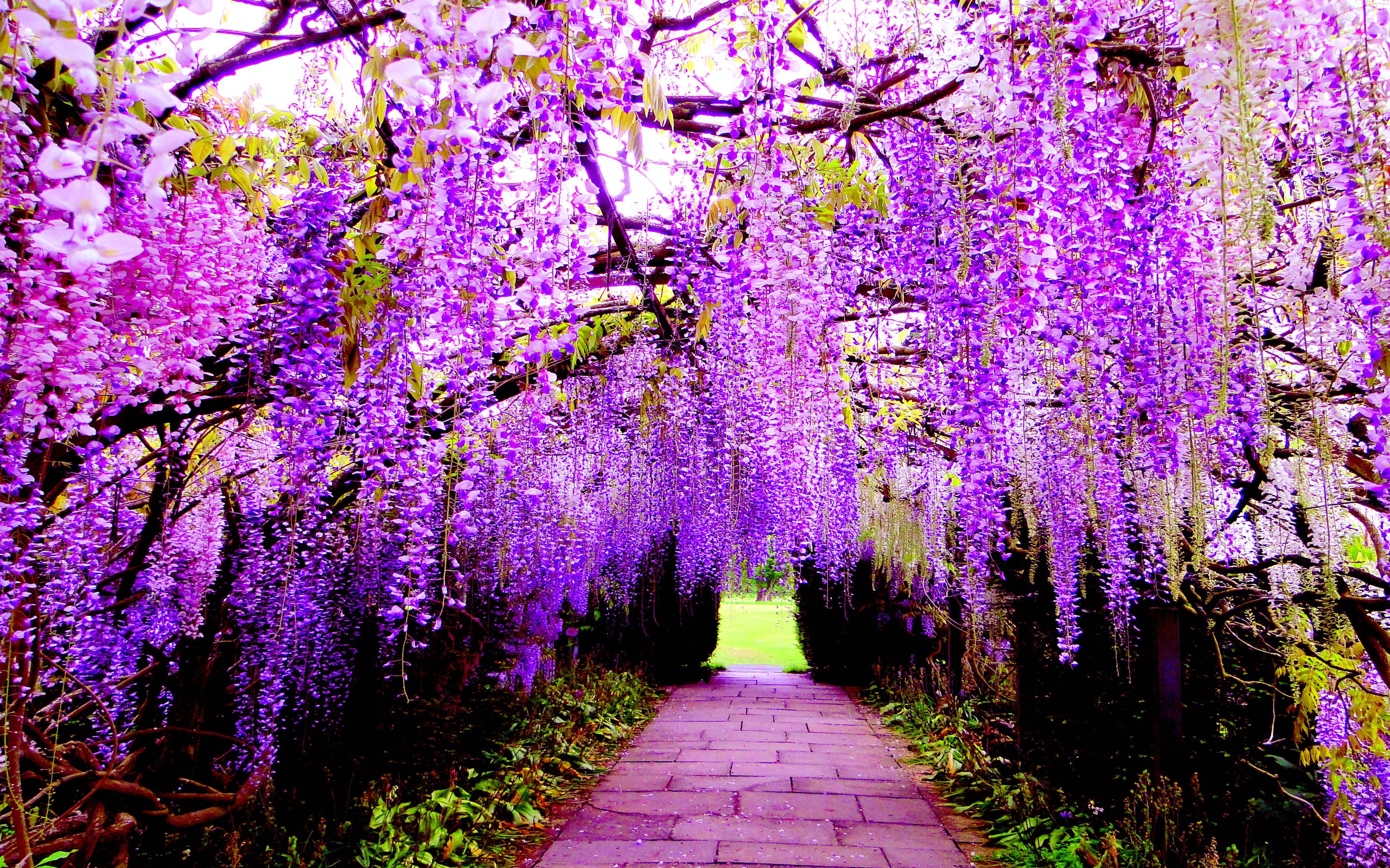 Wisteria Tree Vine are famously known for the Wisteria Flower Tunnels in Japan, its one of my favorite trees and they smell incredible.