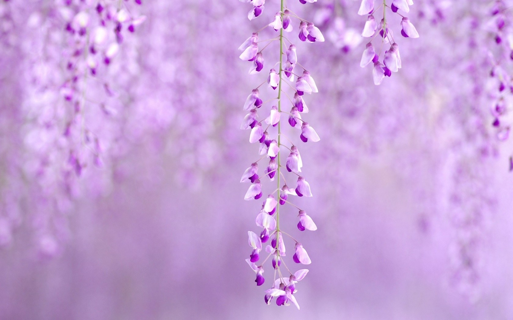 Wisteria Lilac Flowers Nature