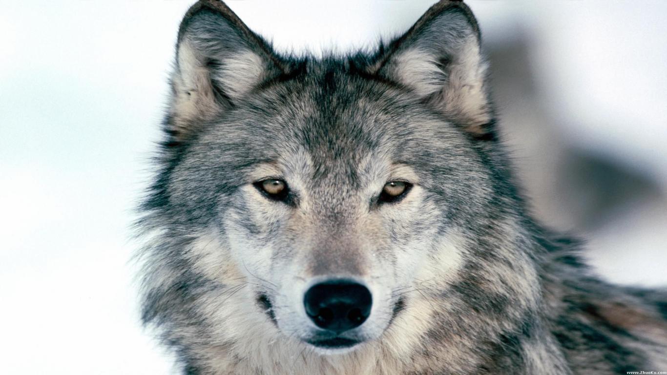 Wolf Up Close Wallpaper