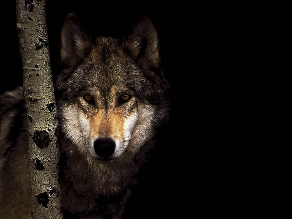 wolf wallpaper Cool Minimalist HD Wallpapers 217 Backgrounds