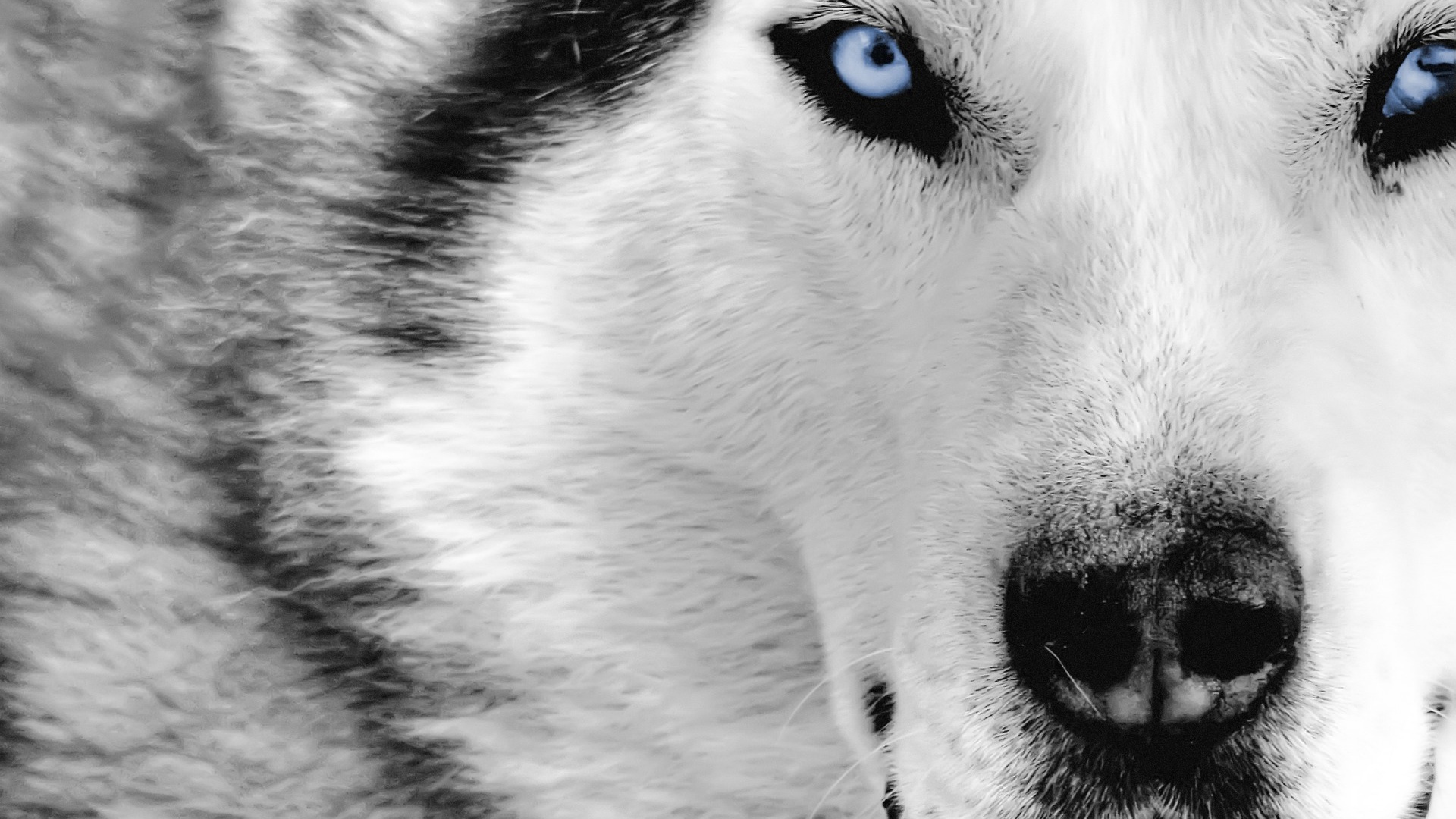 ... Wolf Wallpapers and Backgrounds 06 ...