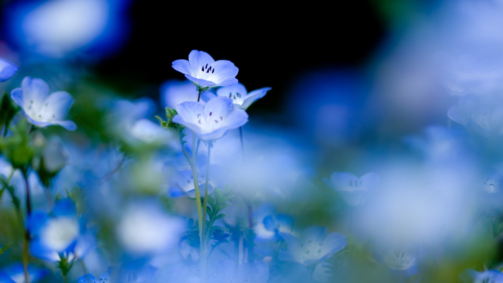 Wonderful Blue Flowers Wallpaper