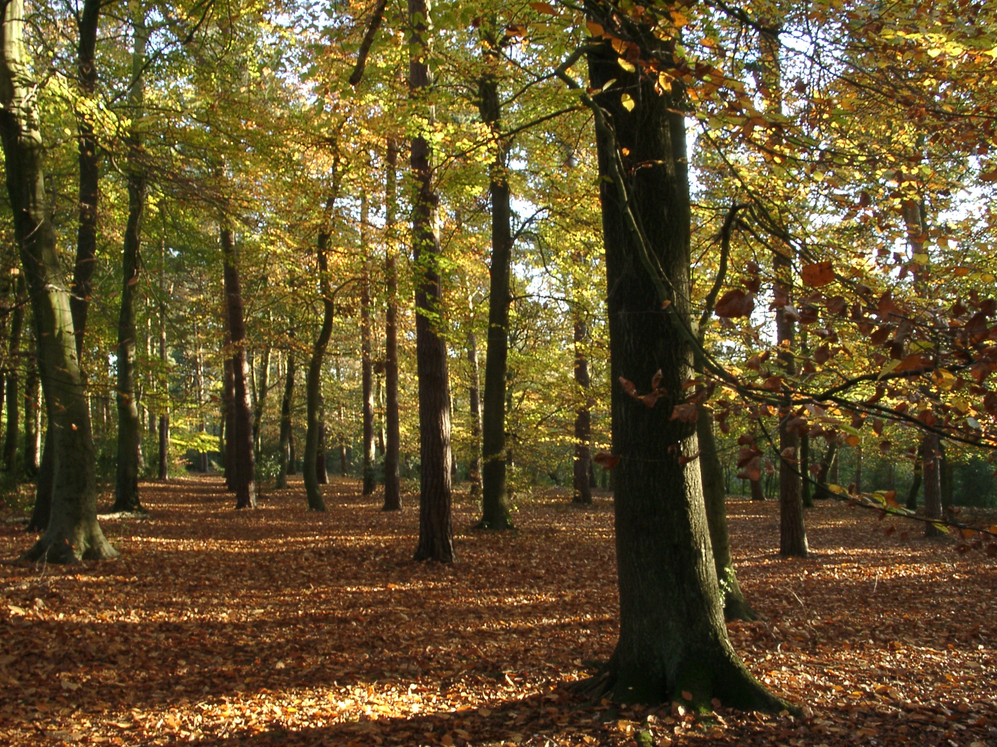 File:Woodland English Autumn Sunlit.JPG