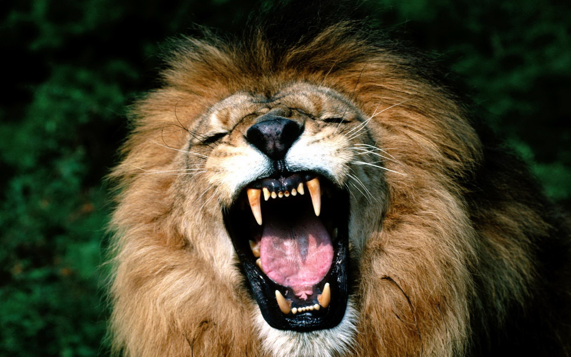 DOWNLOAD: Yawning Lion.jpg free picture 2560 x 1600