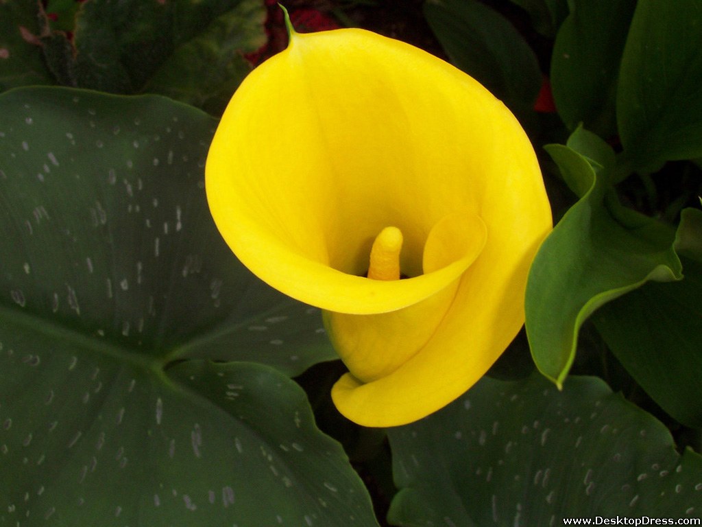 Yellow Calla Flower