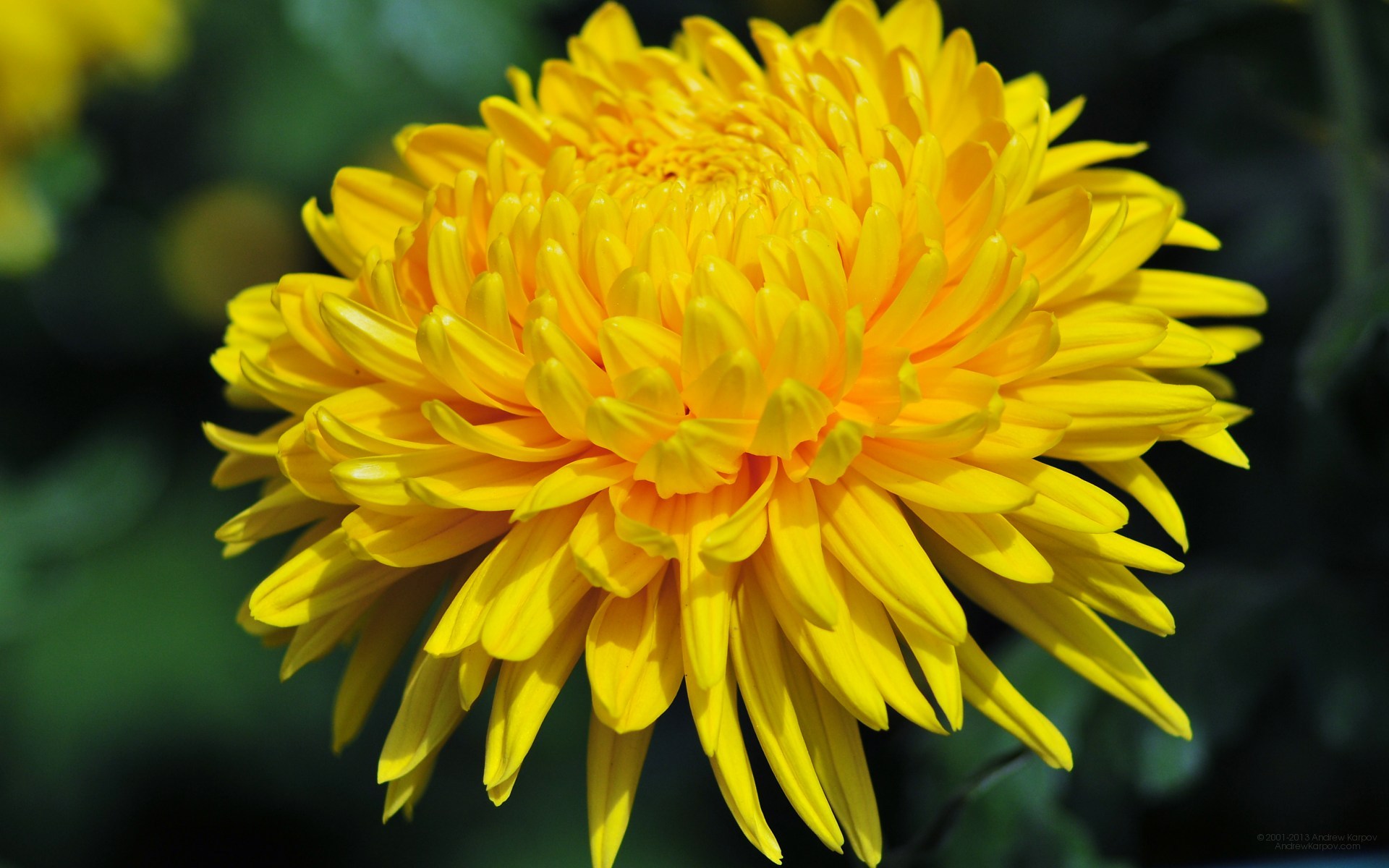 Beautiful-flowers.Russian-women.Net image · Flowers of the Nikitsky Botanical Gardens: Chrysanthemum (Chrysanthemes)