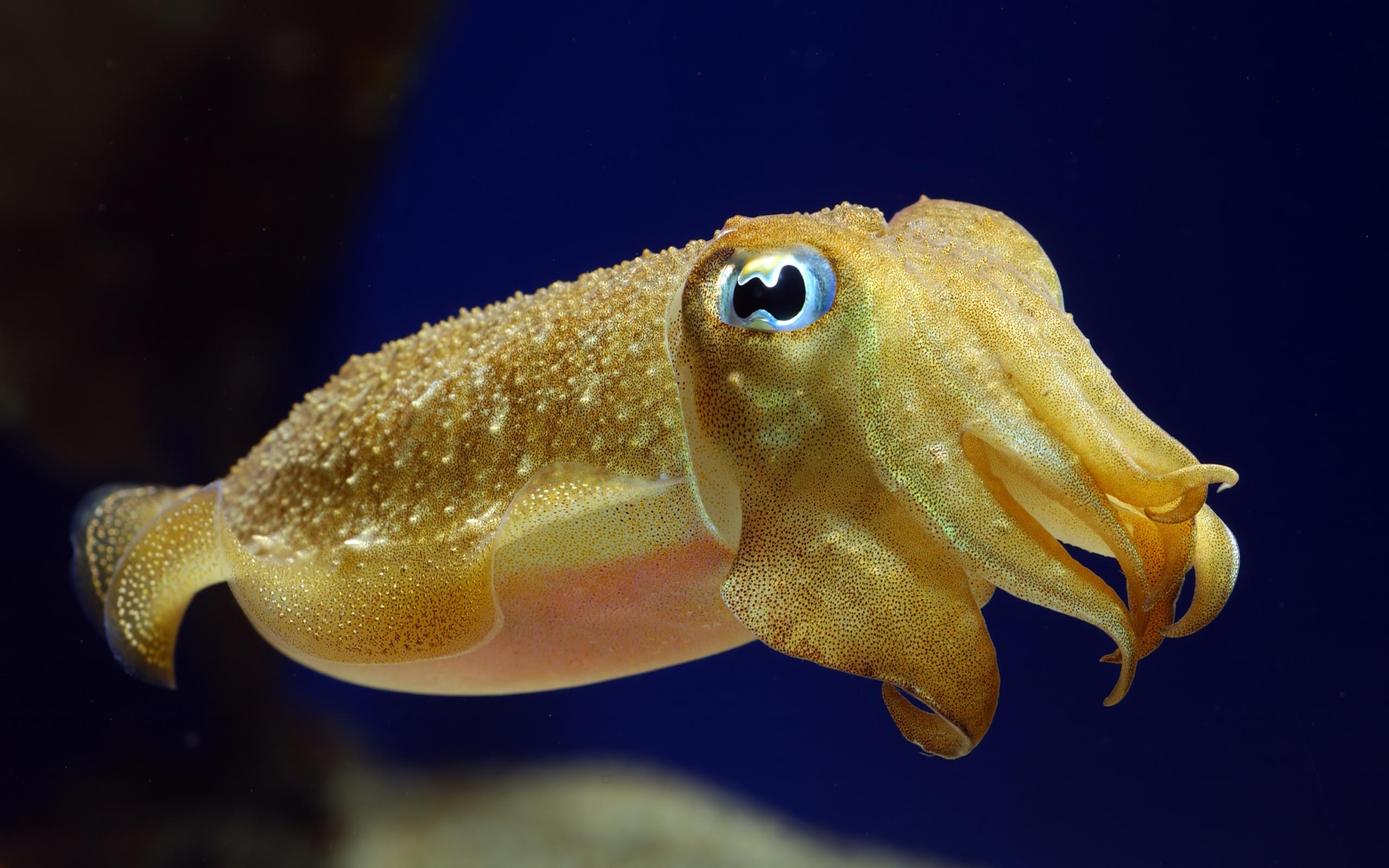 Yellow cuttlefish