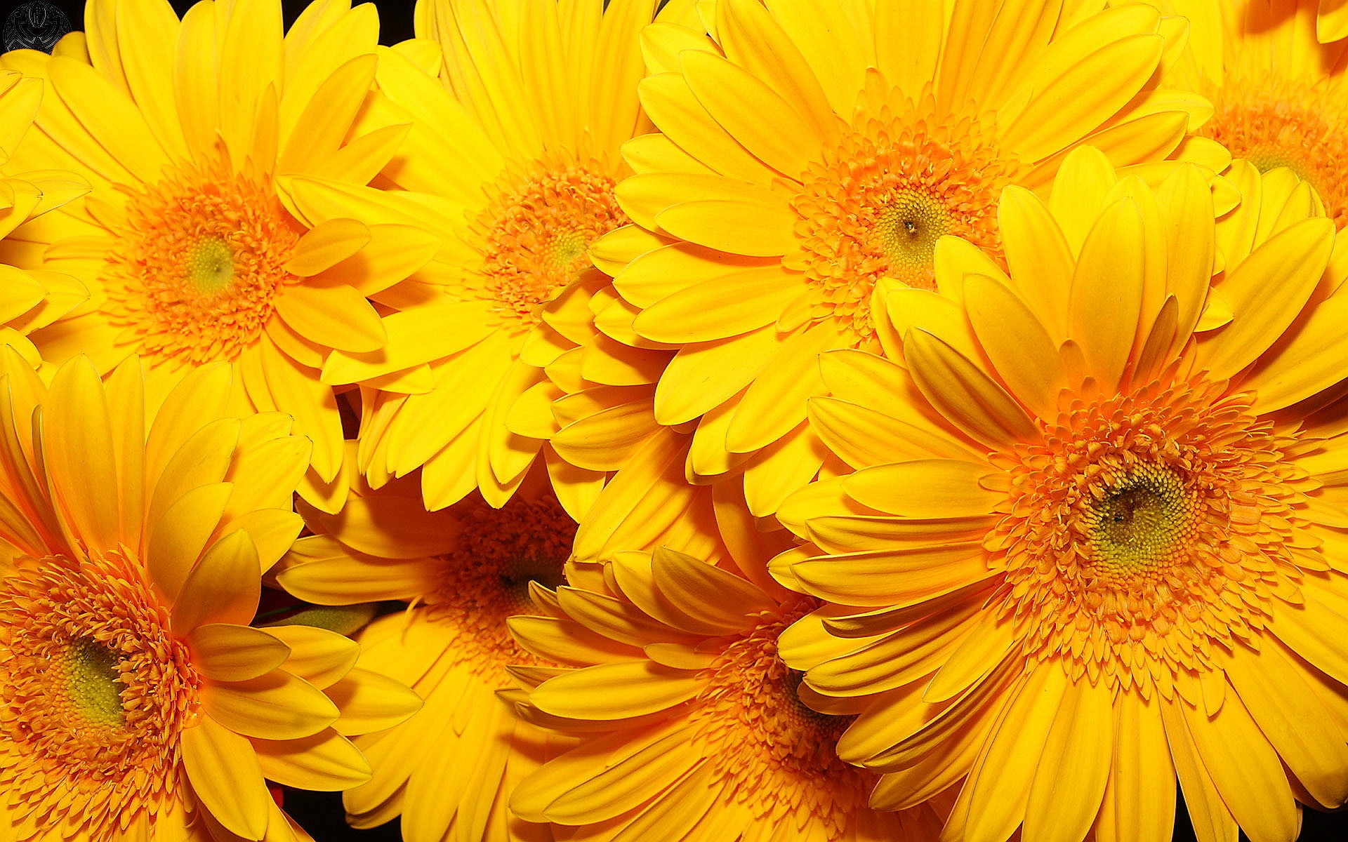 Yellow Flowers wallpaper | 1920x1200 | 51947