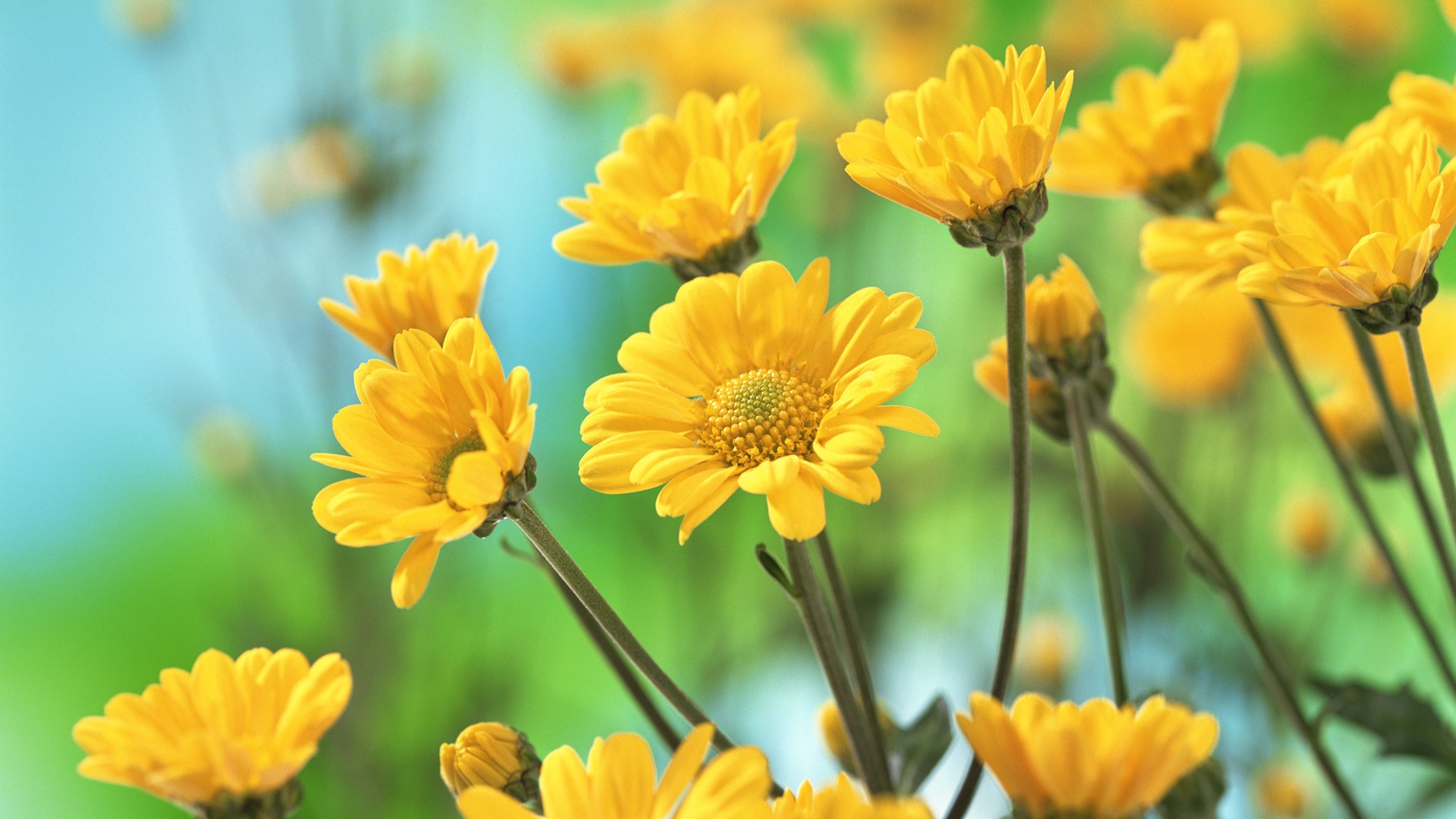 Yellow Flowers Images 14 HD Wallpapers