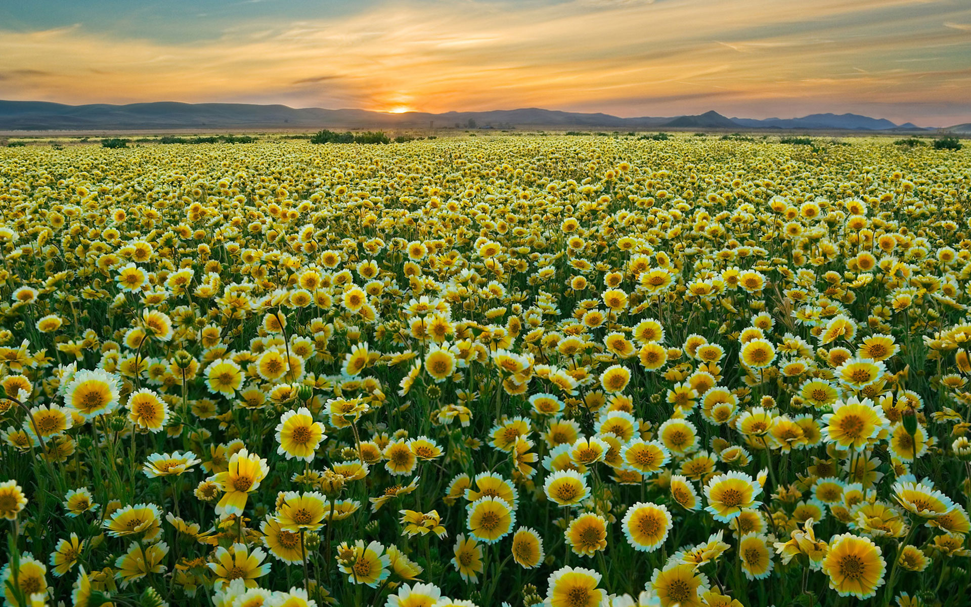 DOWNLOAD WALLPAPER Yellow Flowers Field - FULL SIZE ...
