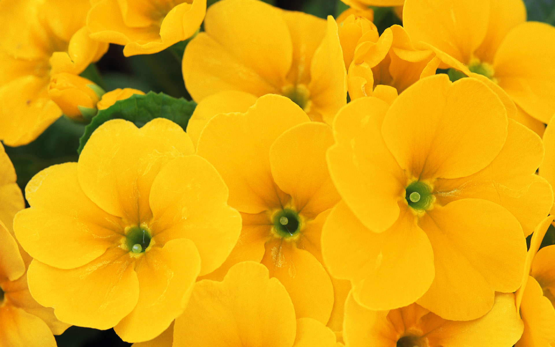 Yellow Flowers Wallpaper