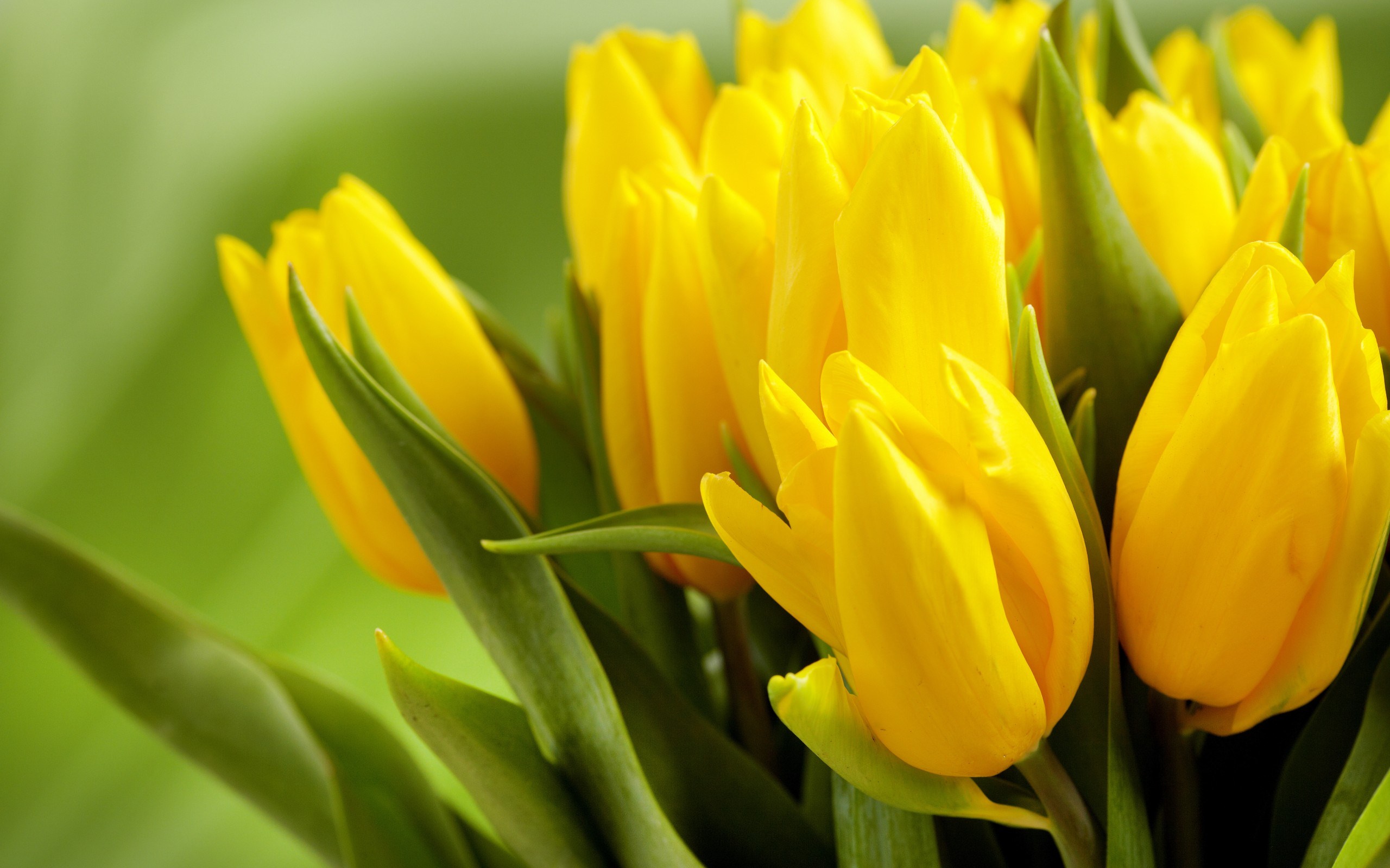 Tulips Yellow Flowers Leaves Spring HD Wallpaper