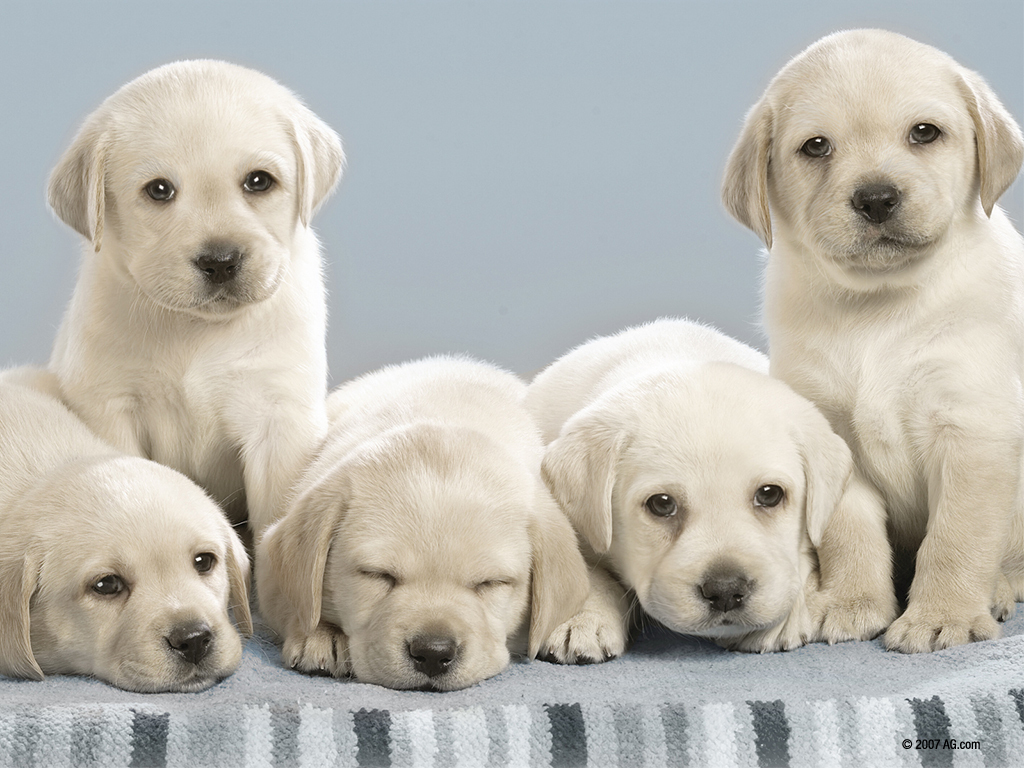 Nintendogs These Dogs Look Alot Like my Yellow Lab on my game!