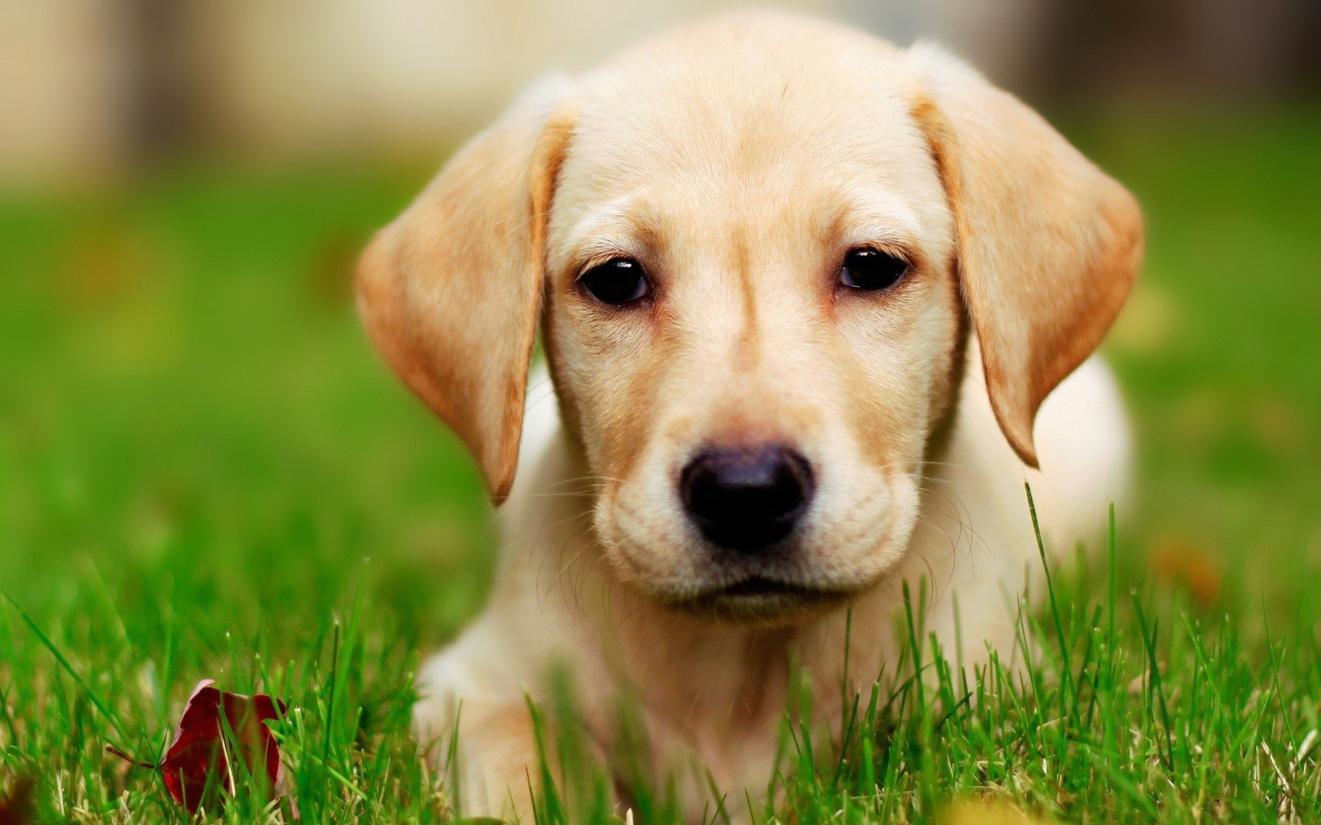 Download Yellow Lab Puppy 2379