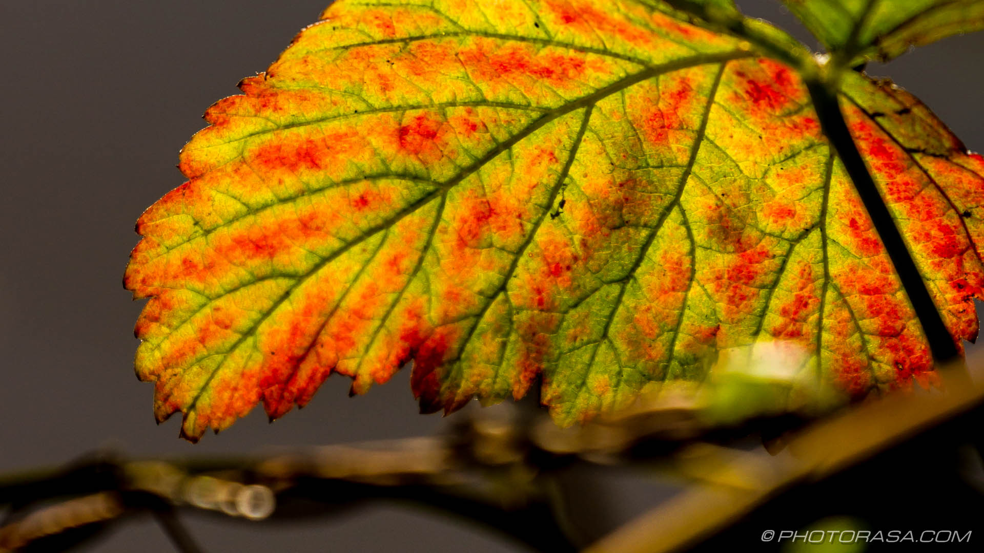 red, green and yellow leaf