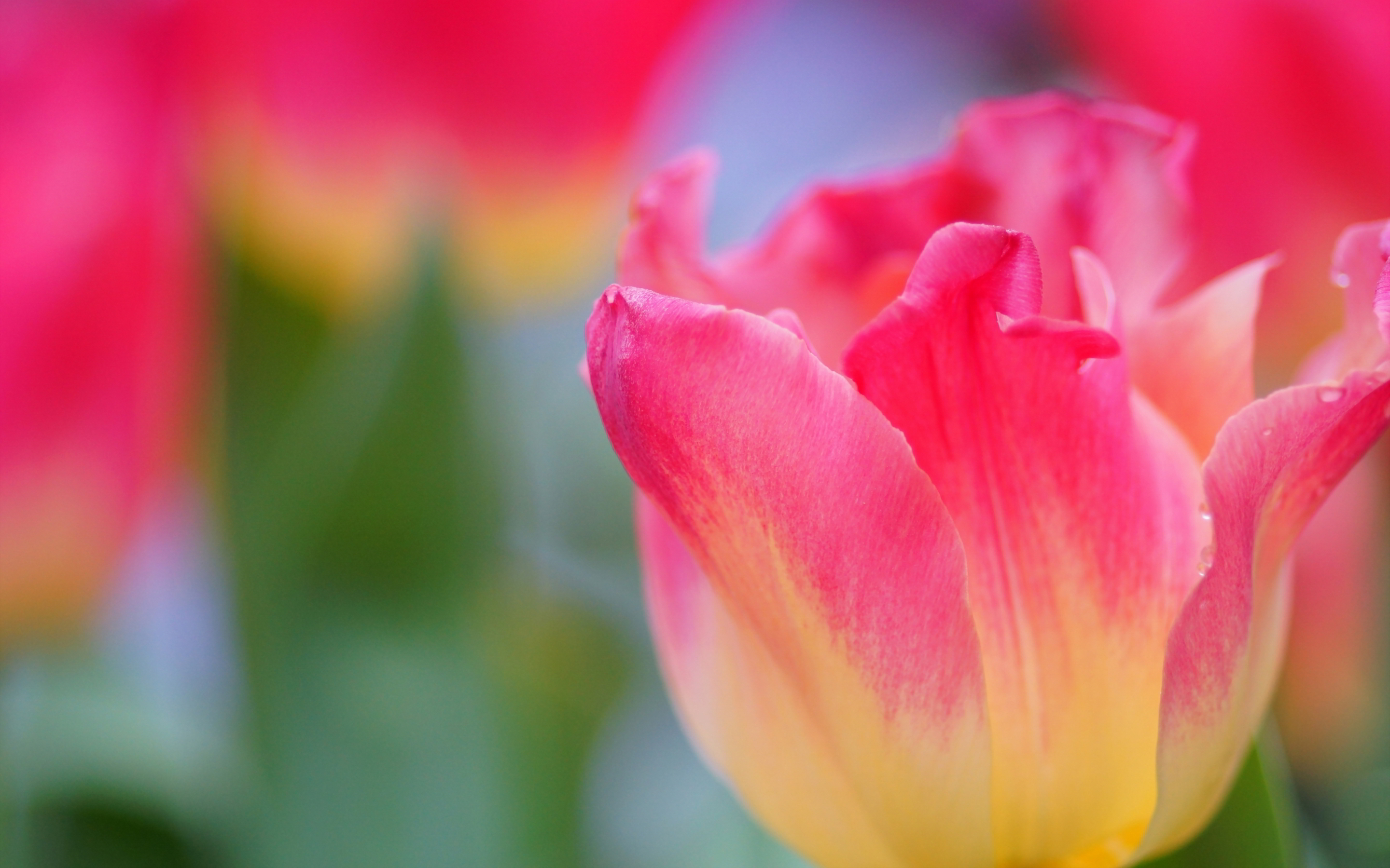 Yellow pink tulips