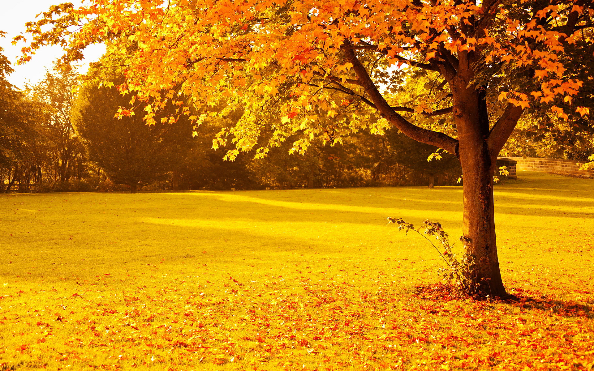 Yellow red autumn park