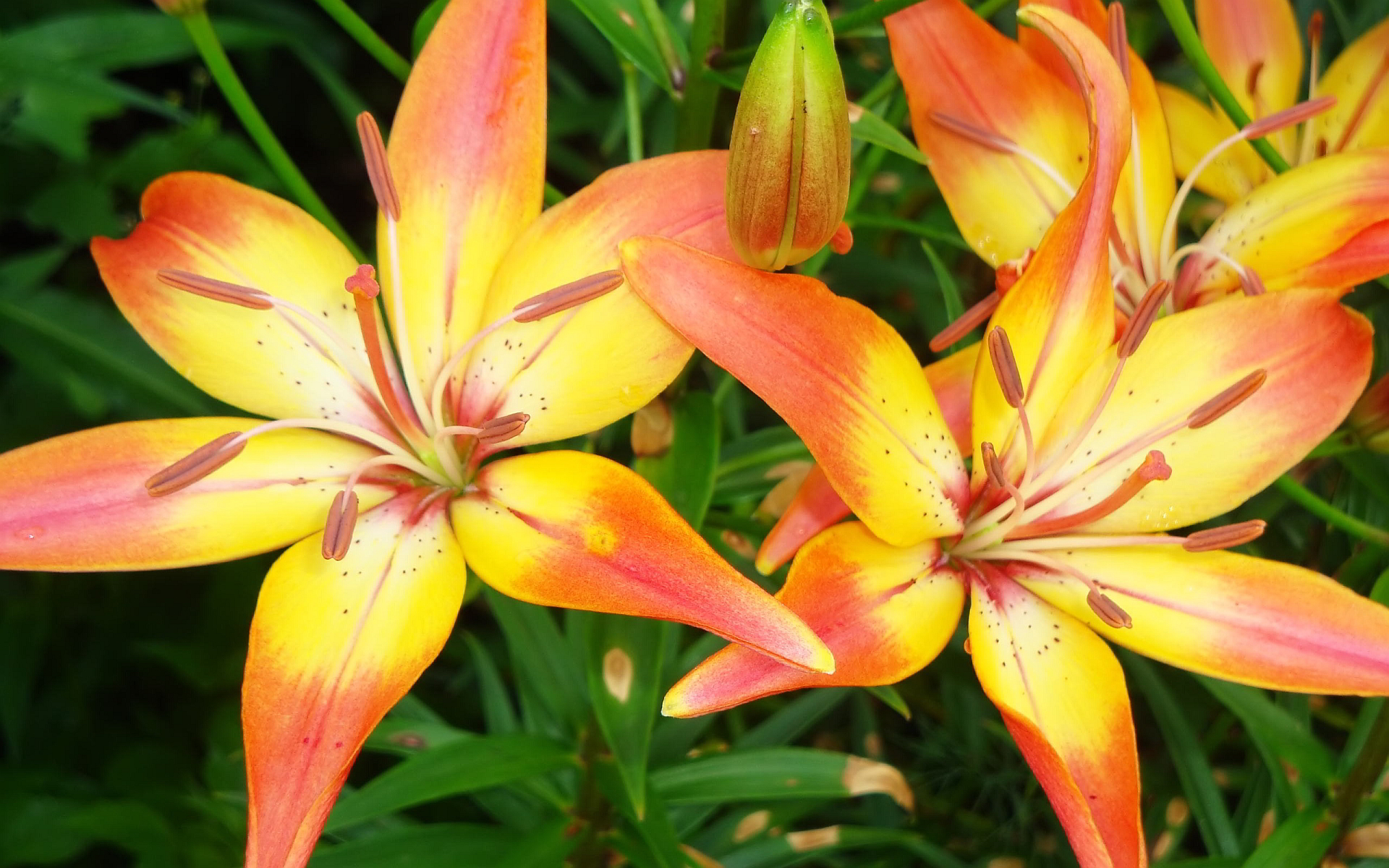Yellow red lilies