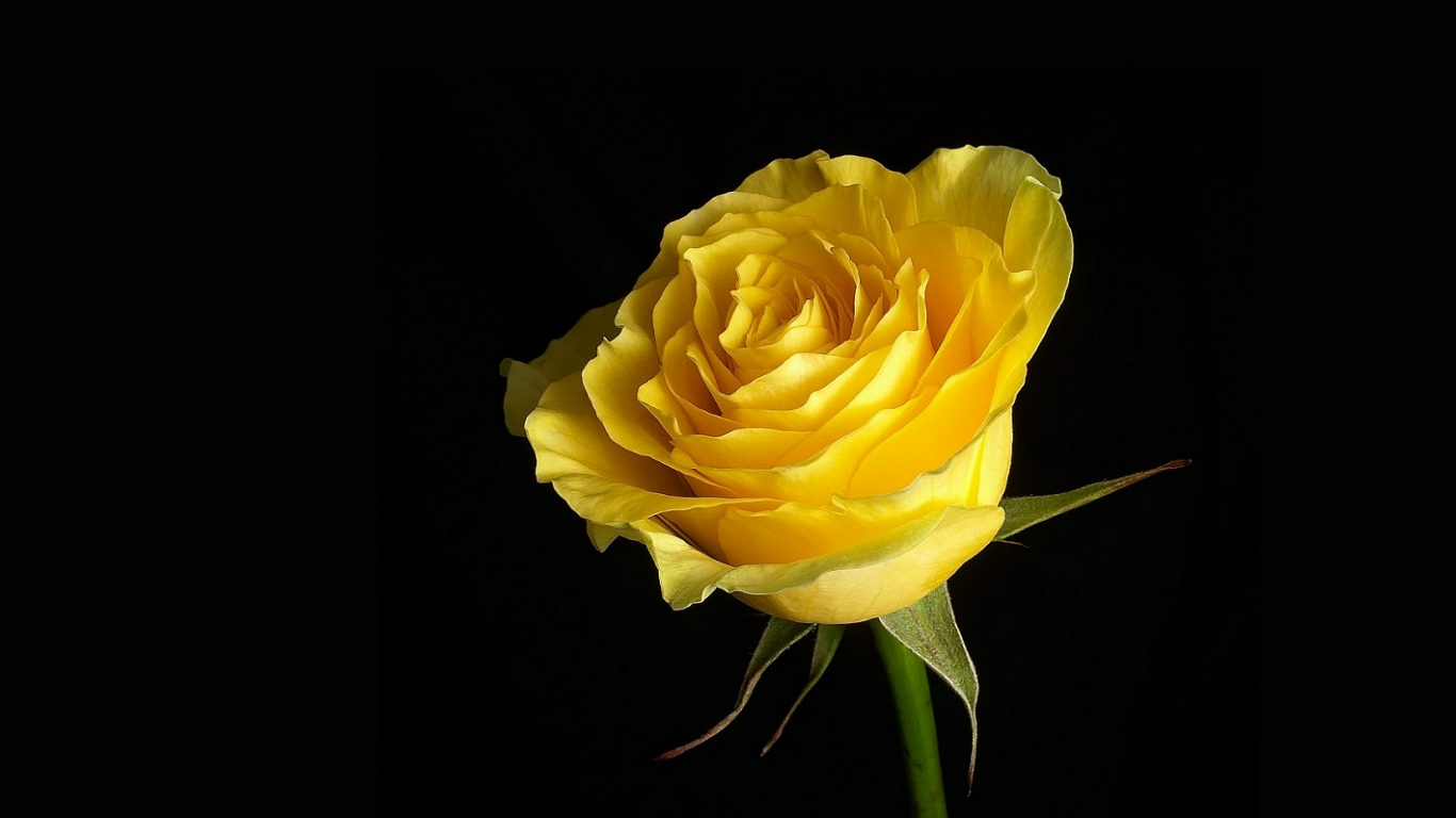 Download the following Yellow Roses Picture 29671 by clicking the orange button positioned underneath the "Download Wallpaper" section.