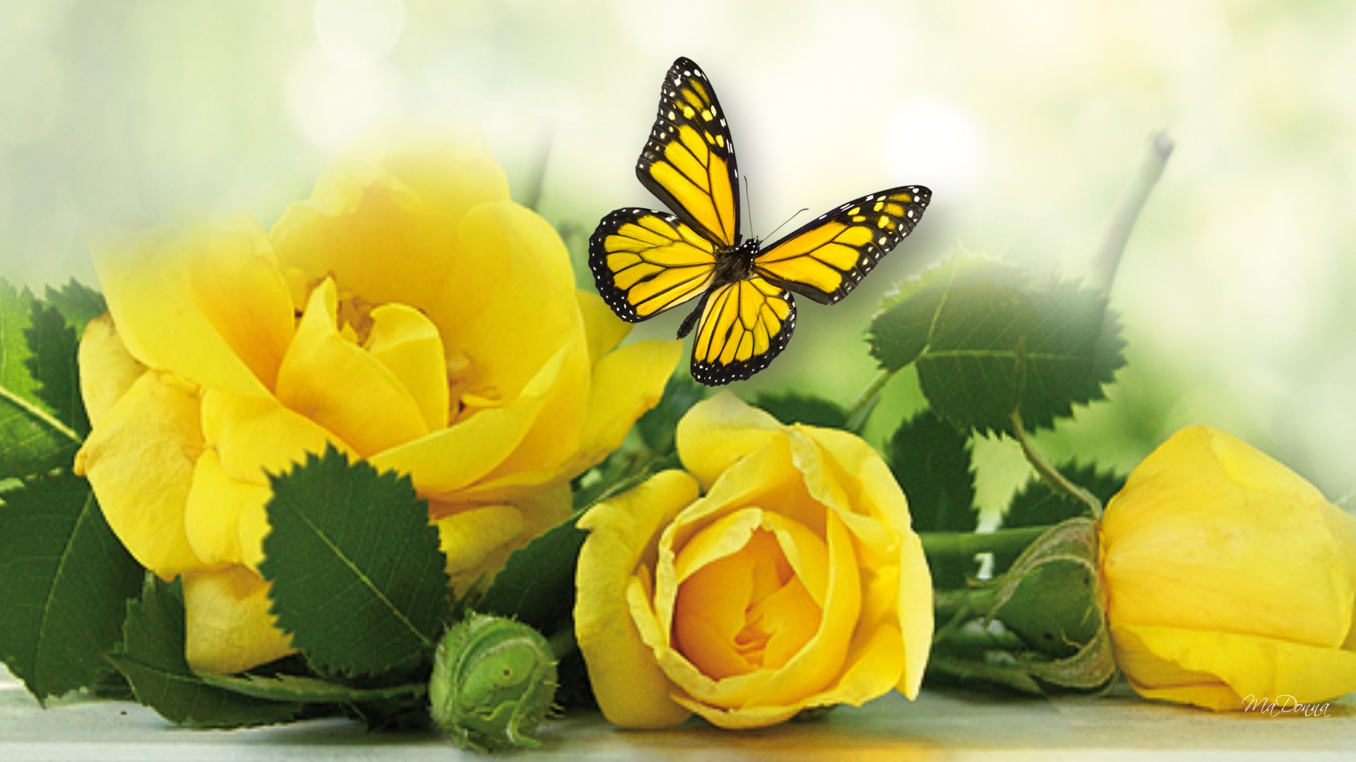 Yellow Roses Hd Wallpapers