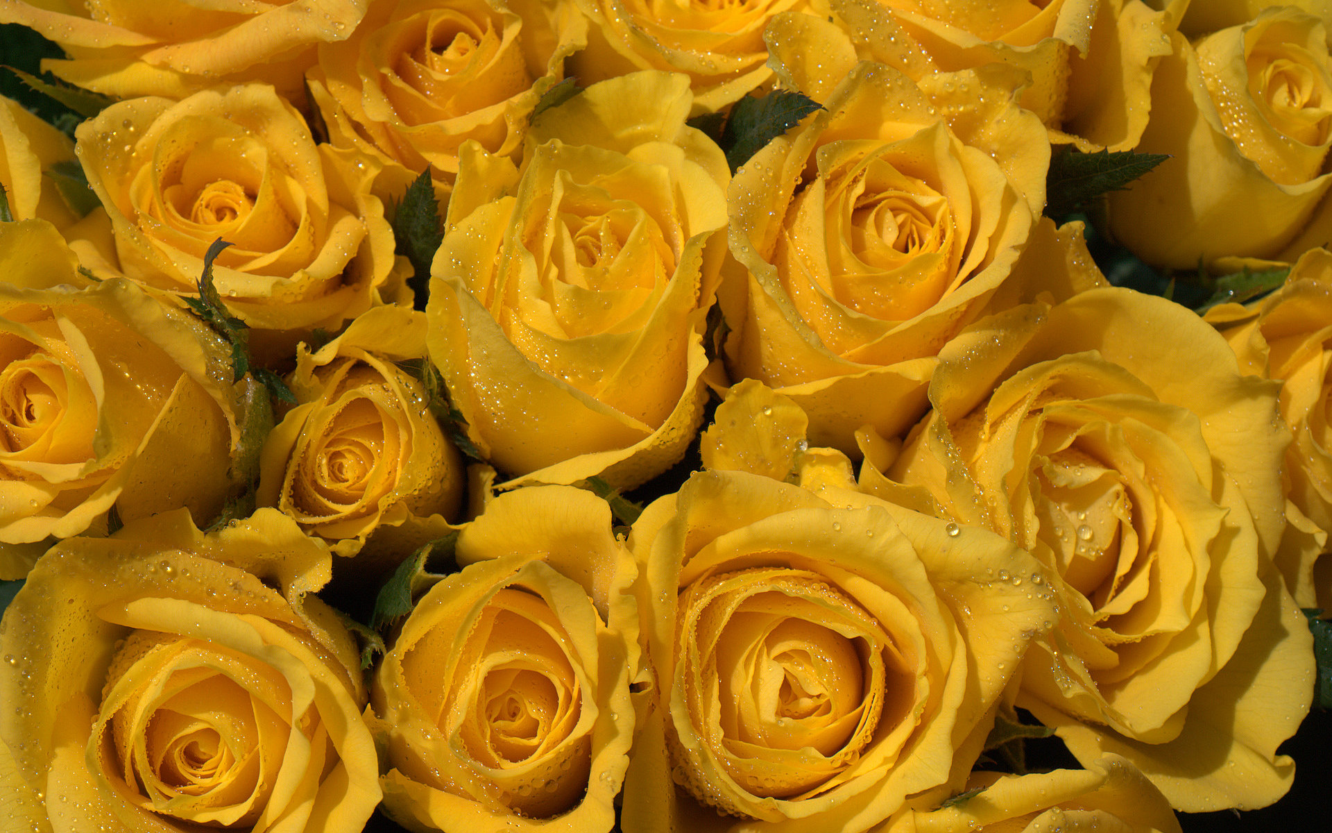Yellow Roses Wallpaper