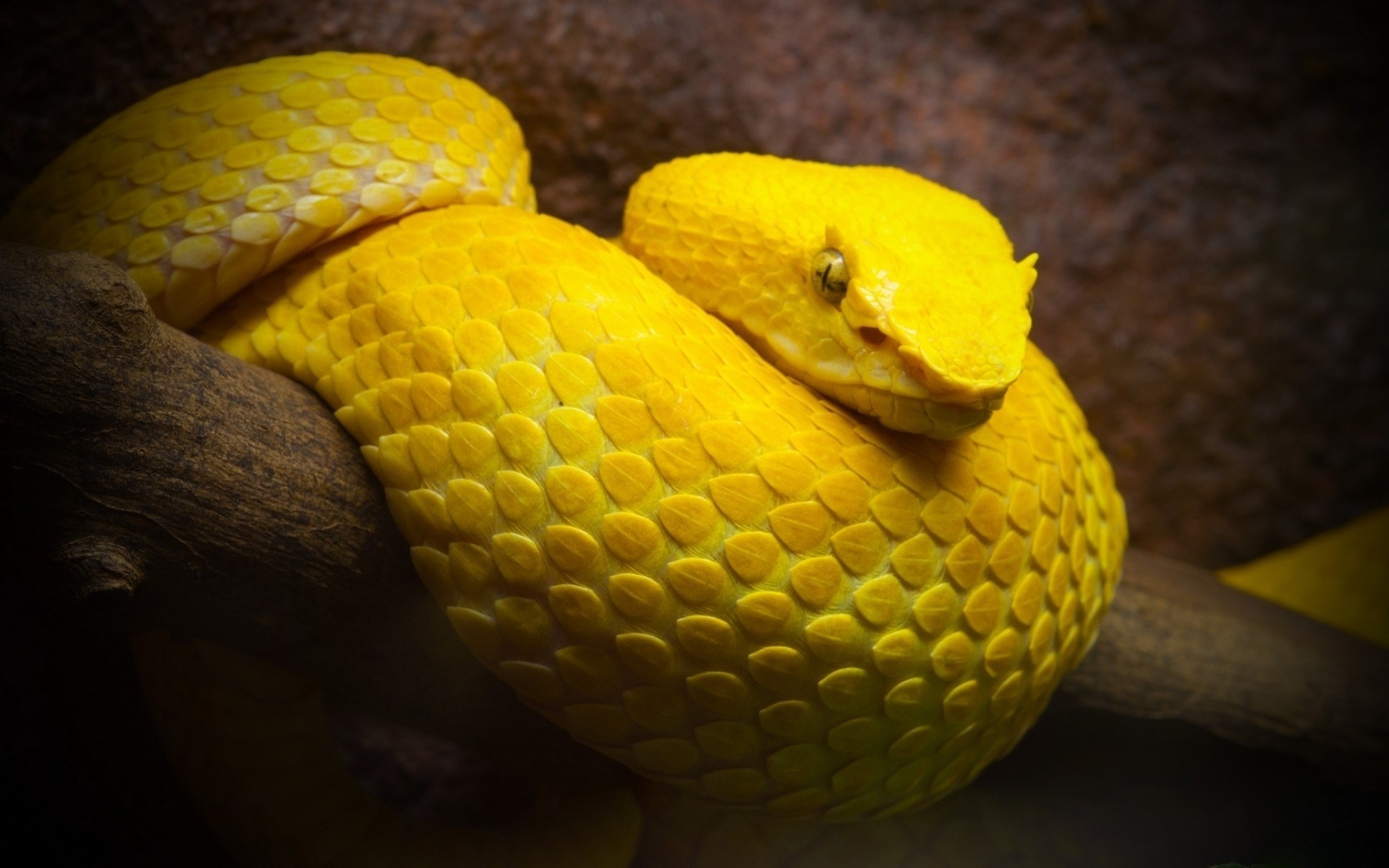 Yellow Snake Wallpaper 1920x1200 14637