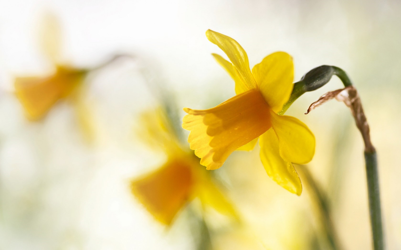 10 Greatest spring wallpaper yellow flowers You Can Get It At No Cost ...