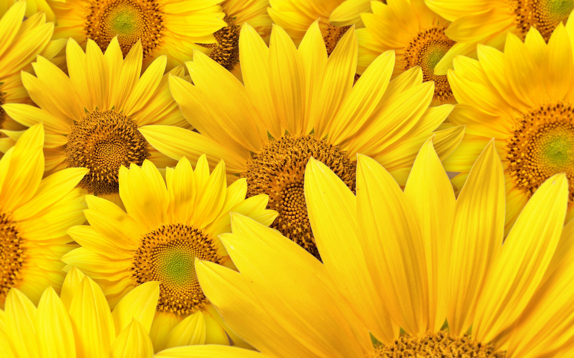 Sunflower Lot Of Yellow Wallpapers For Mac