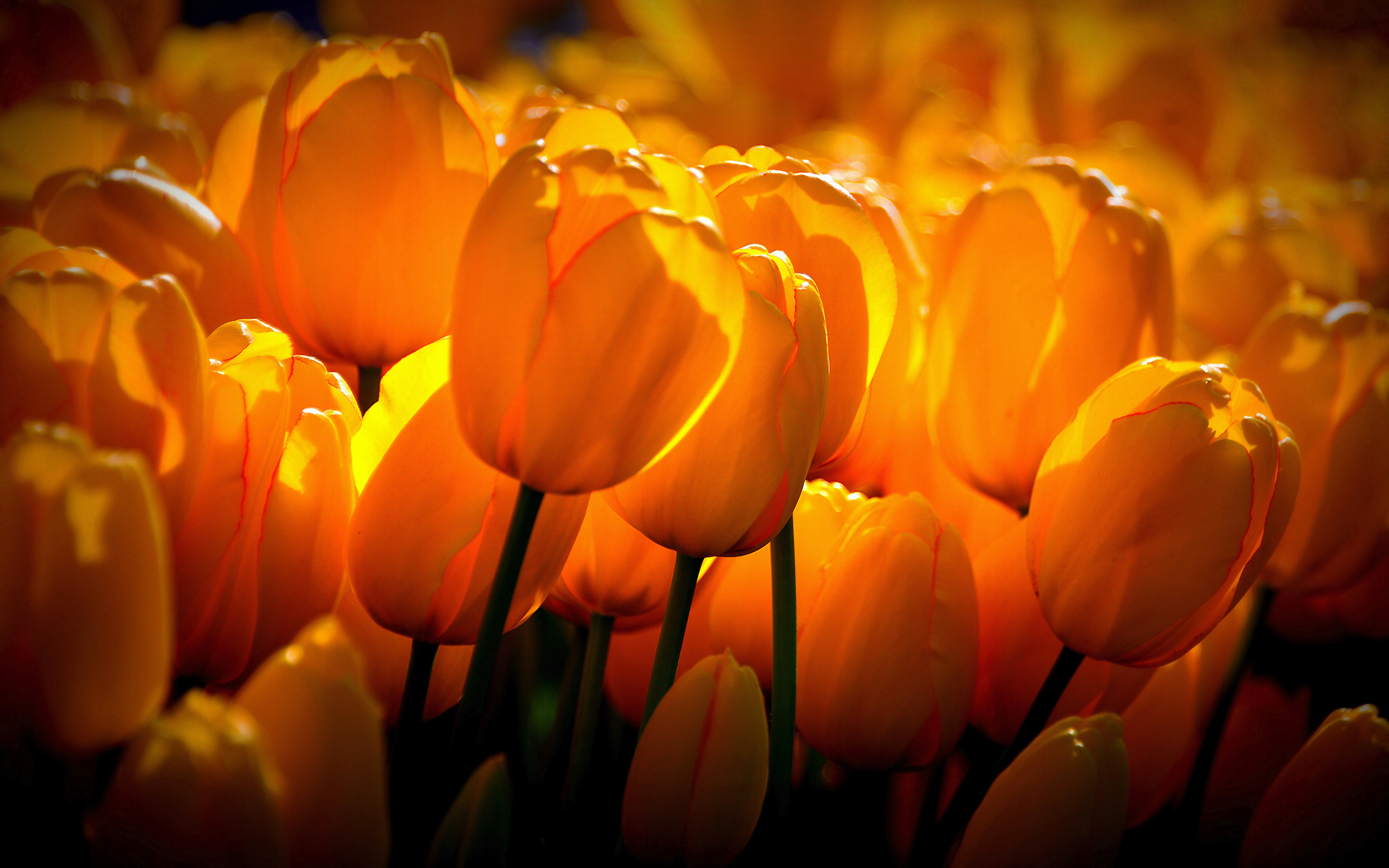 Yellow tulips sunshine
